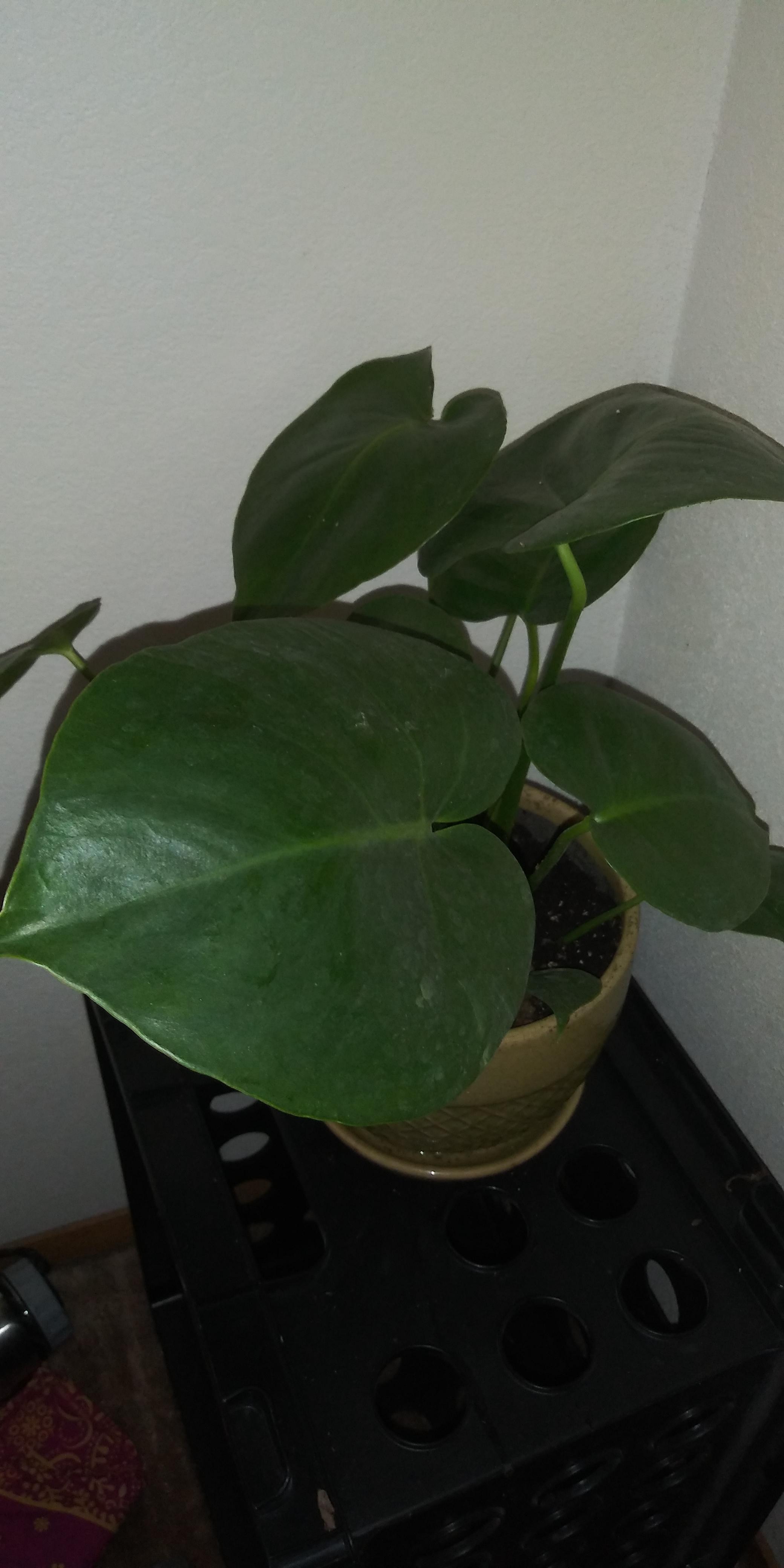 Got it at Hime Depot it was just labeled "philodendron