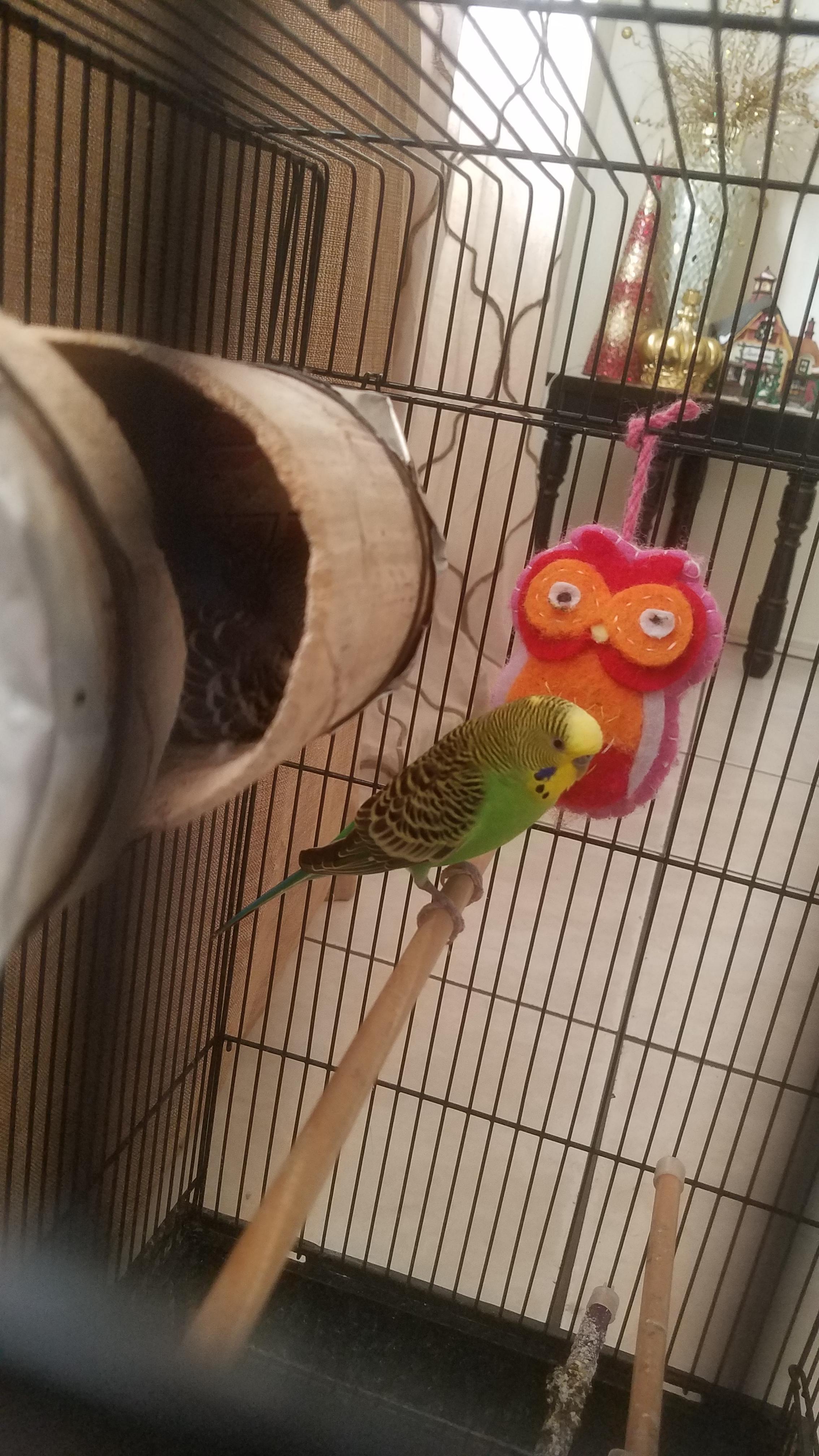 Blue parakeet laid an egg and is in the little house[Any Advice] What