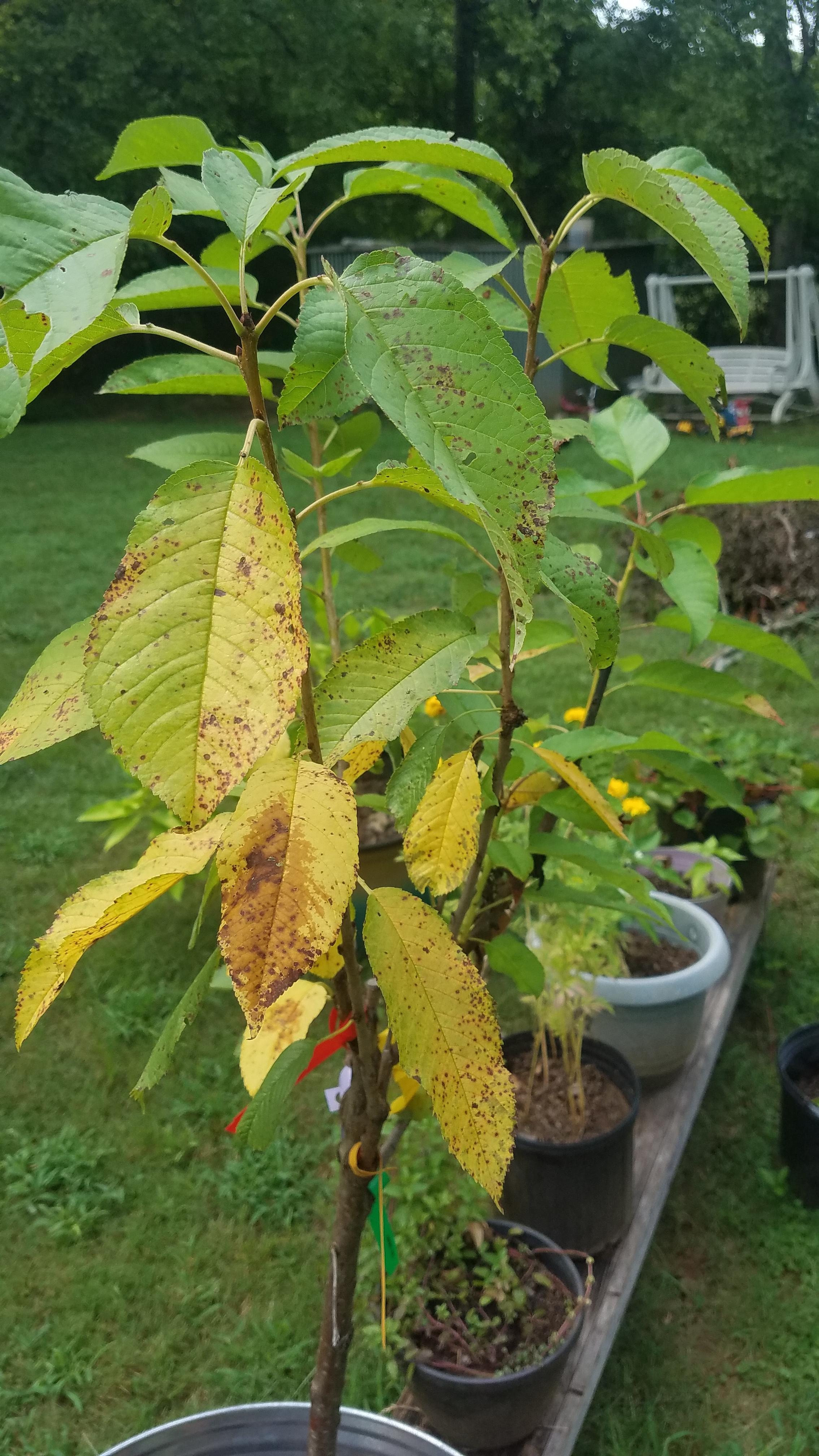 I bought a 5 in 1 cherry tree. I have tried so many things (pesticide