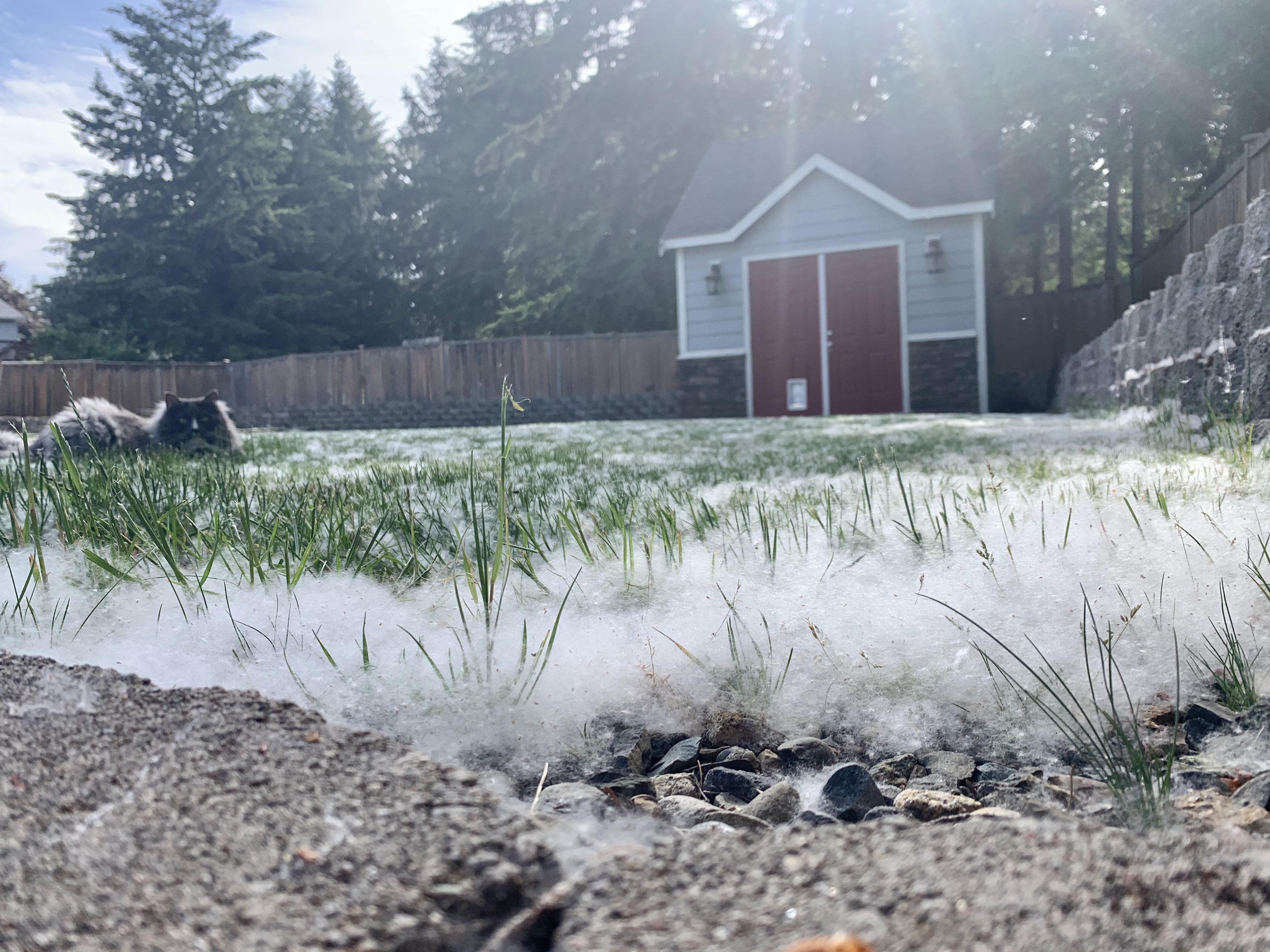 ITAP of cottonwood *snow* in my yard r/itookapicture