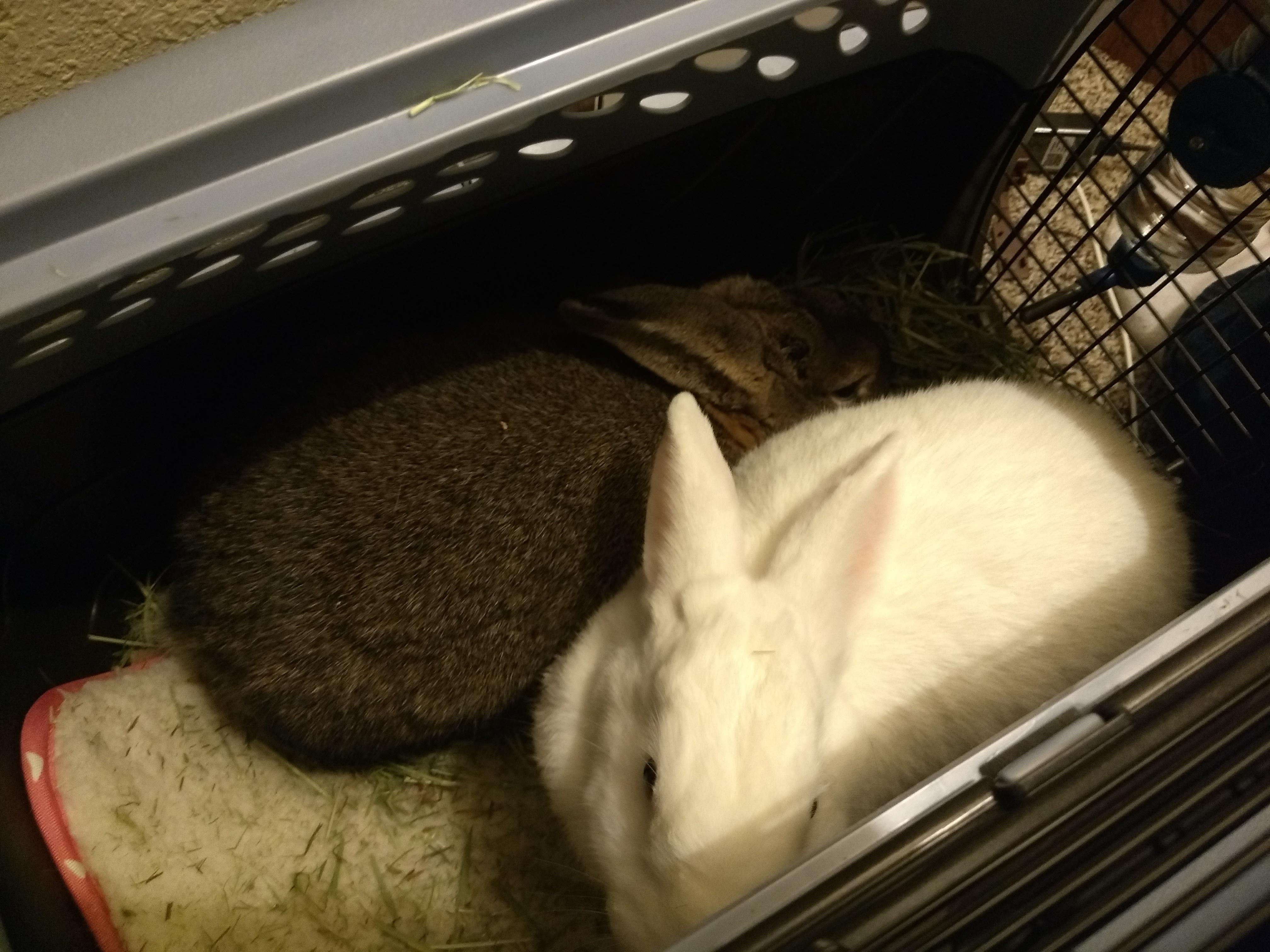 Hiding in the closet from the tornado in Kansas City r/Rabbits