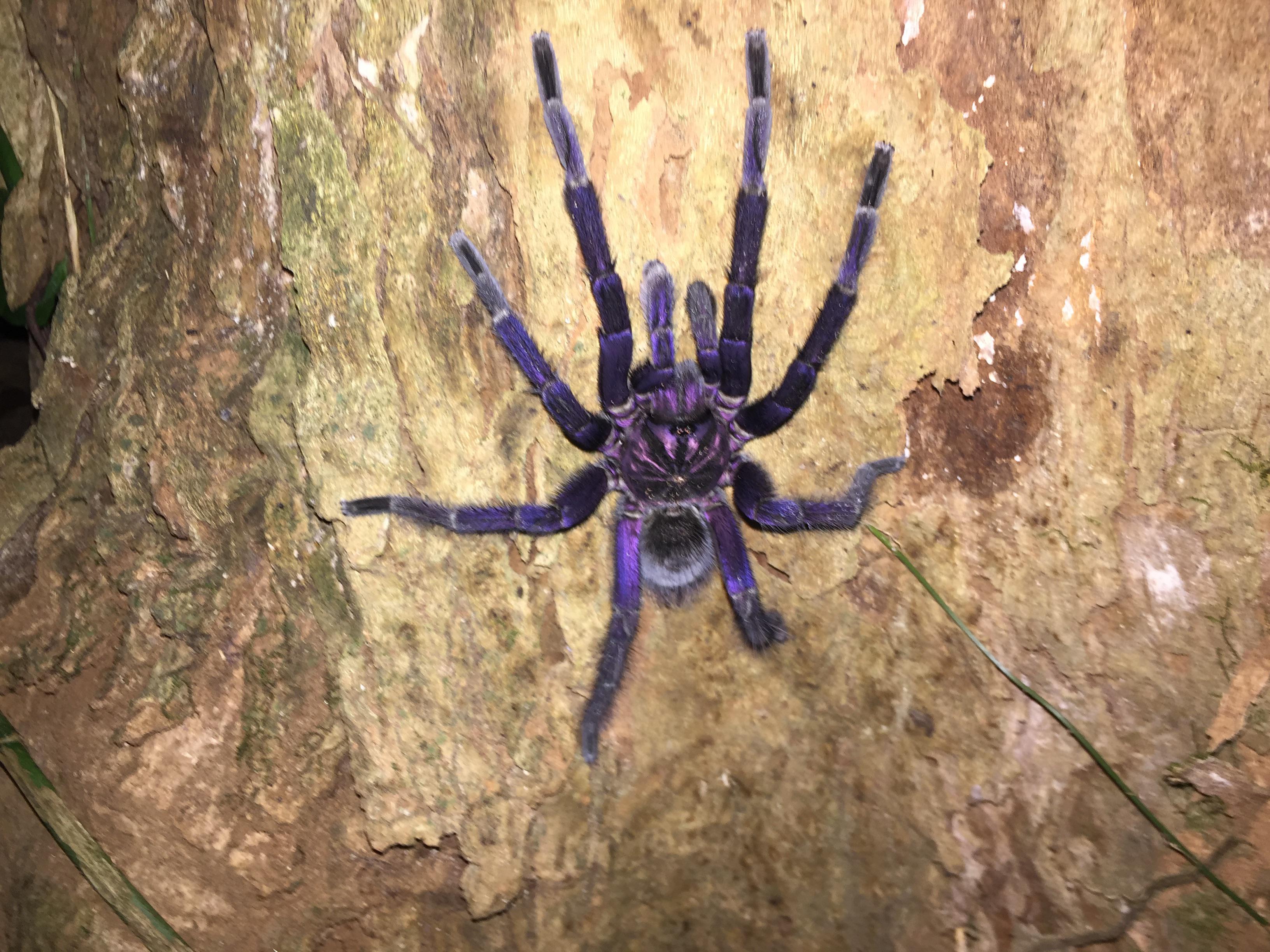 This awesome tarantula r/purple