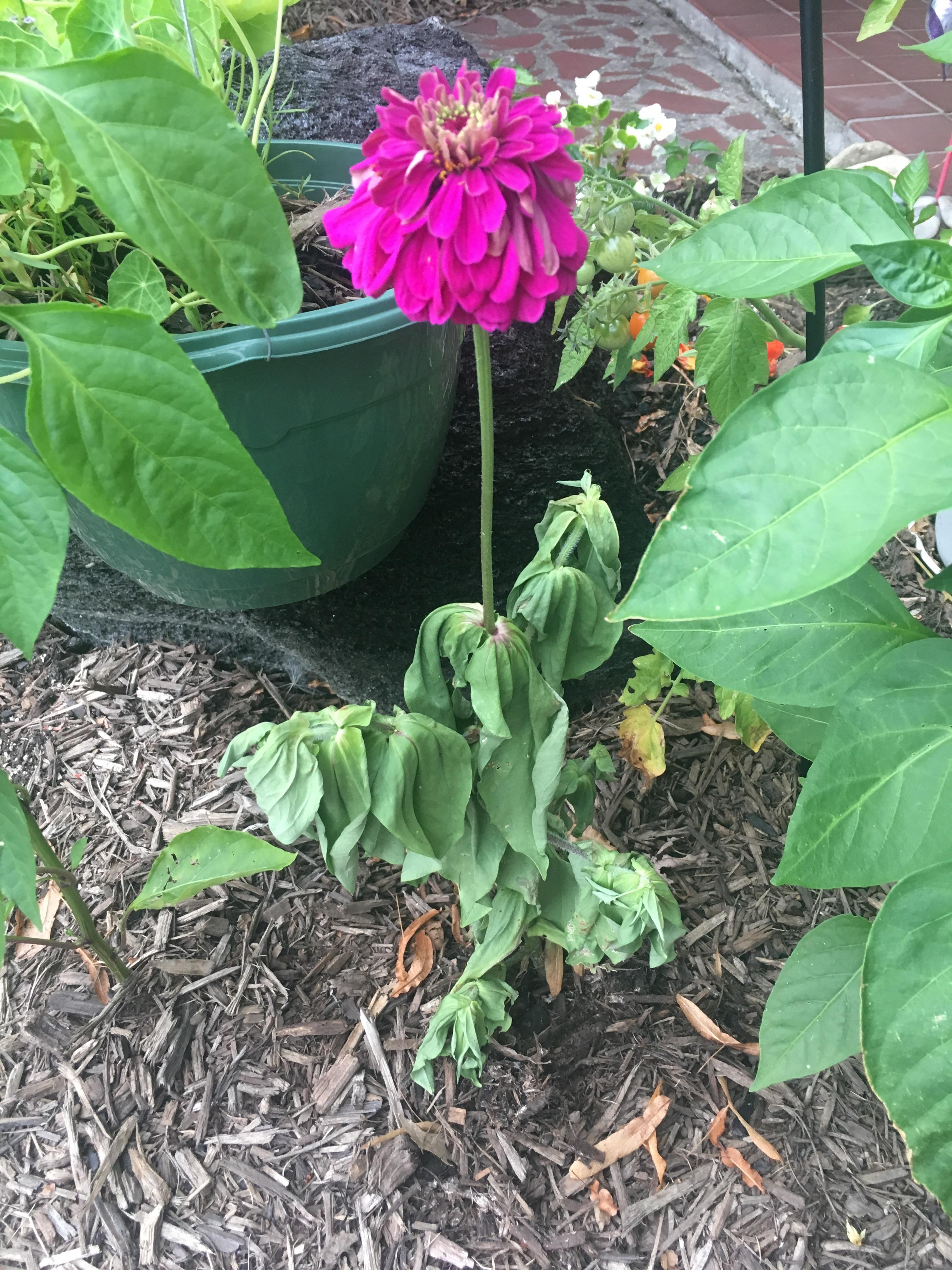 Any ideas what's wrong with my zinnia?? r/gardening
