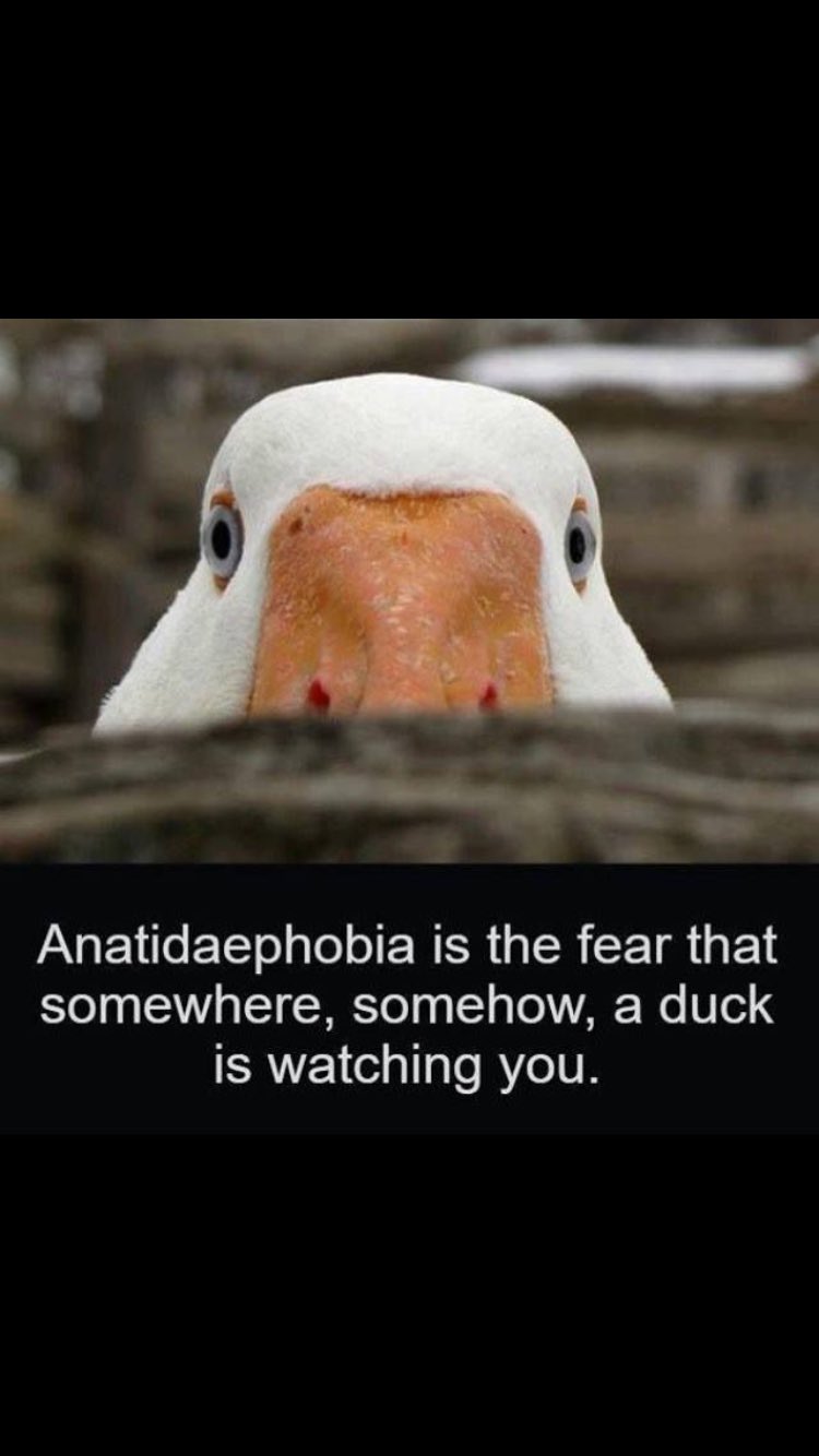 Anatidaephobia the fear of ducks watching you r/oddlyweird