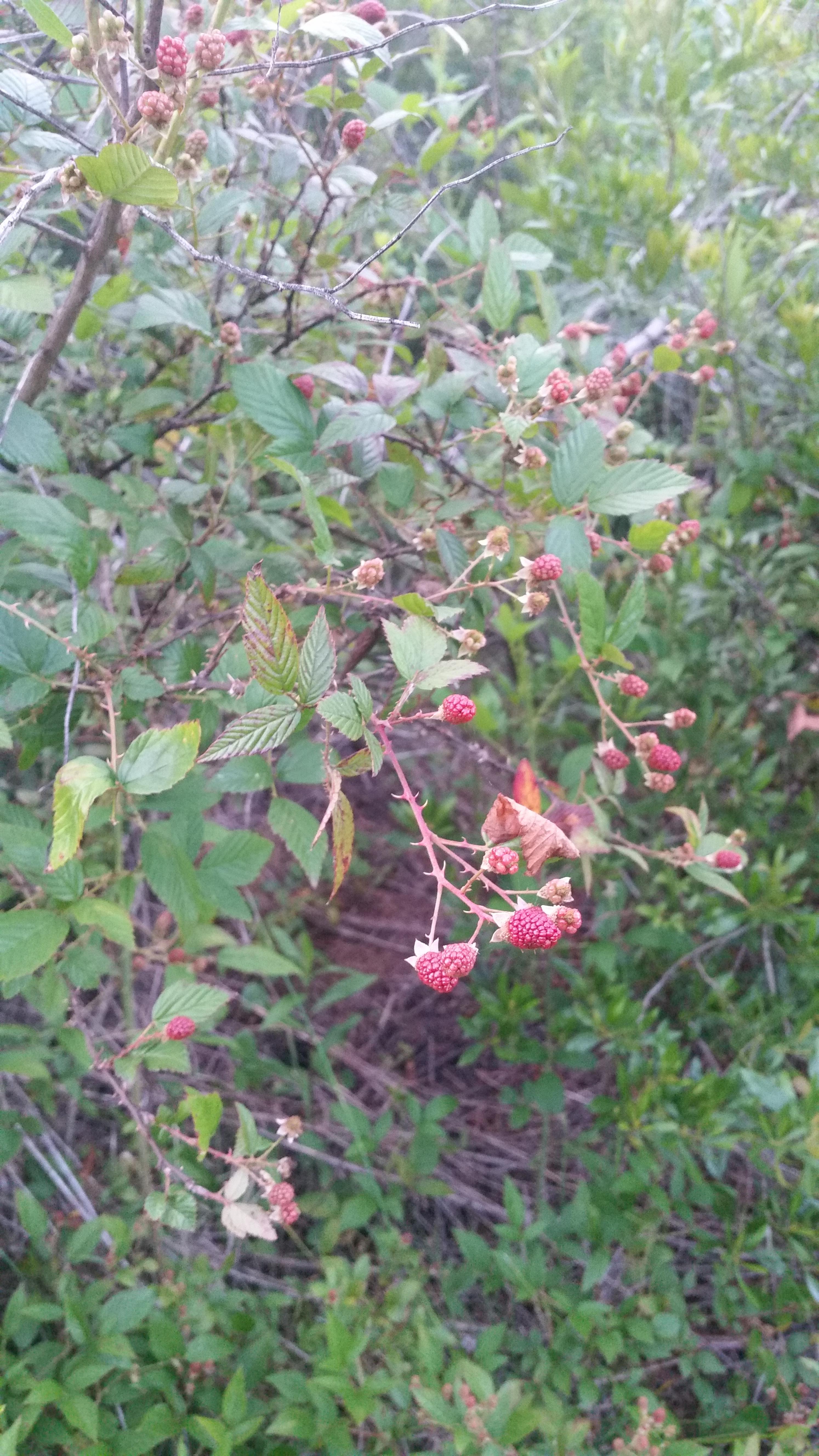 Growing wild in Central Florida, 9b. I don't think raspberries are