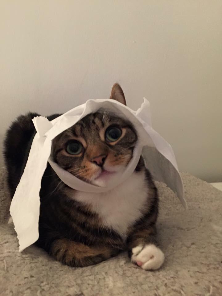 Dean wearing a toilet paper hat. r/aww