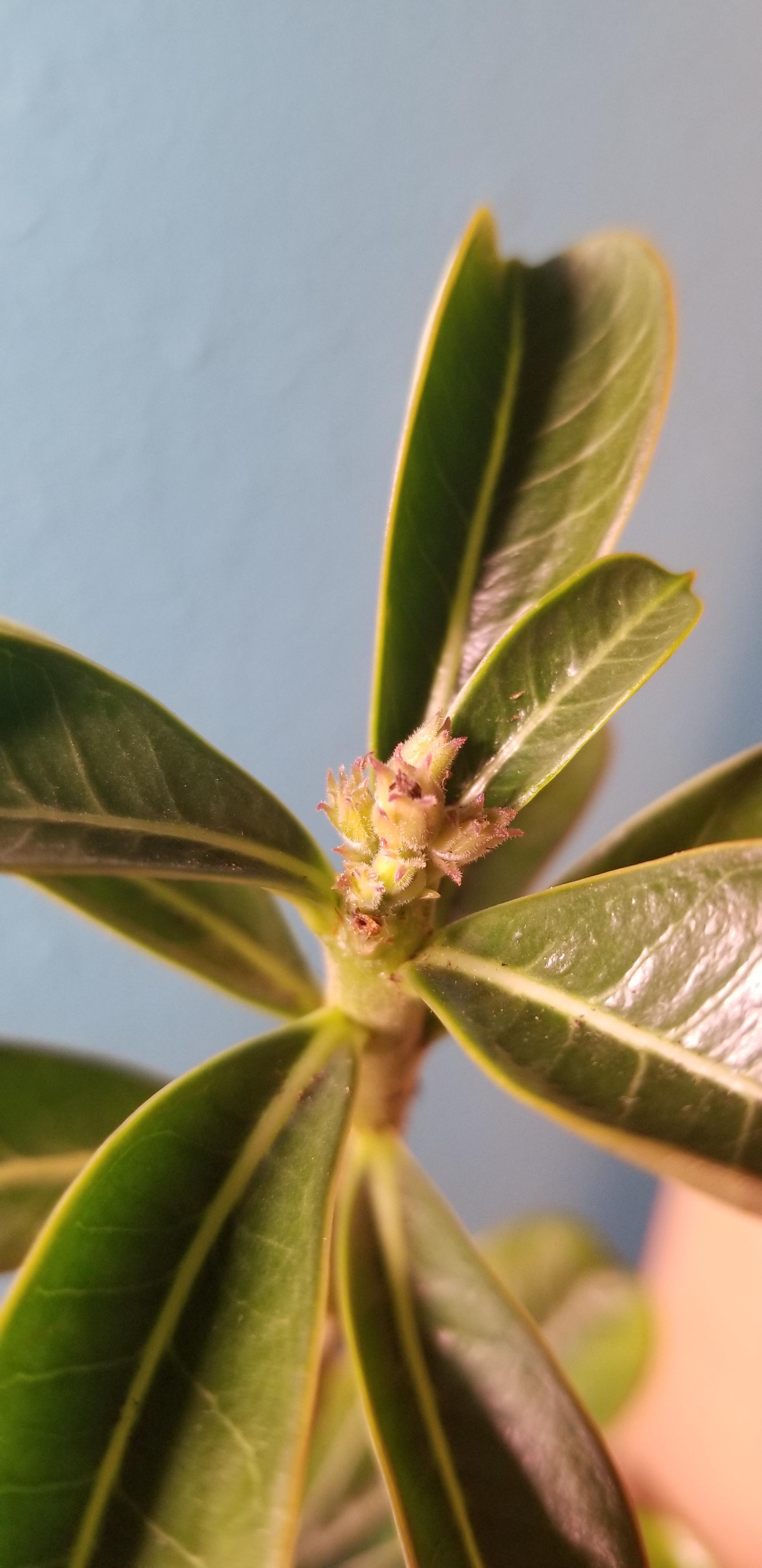 My first adenium! Keeping it indoors for the winter, what should I be doing to encourage these