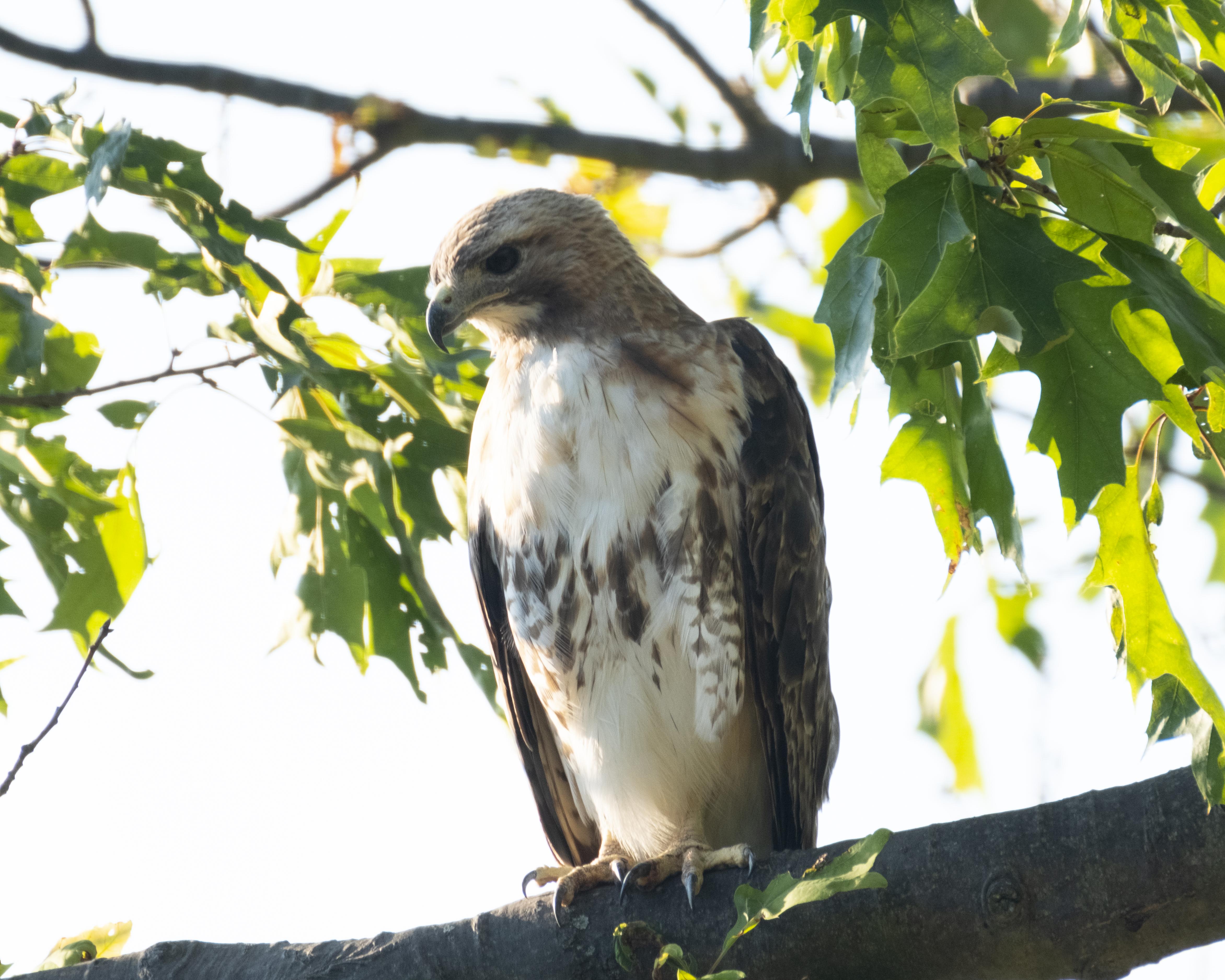 RedTail Hawk in Johnstown, Pennsylvania r/wildlifephotography