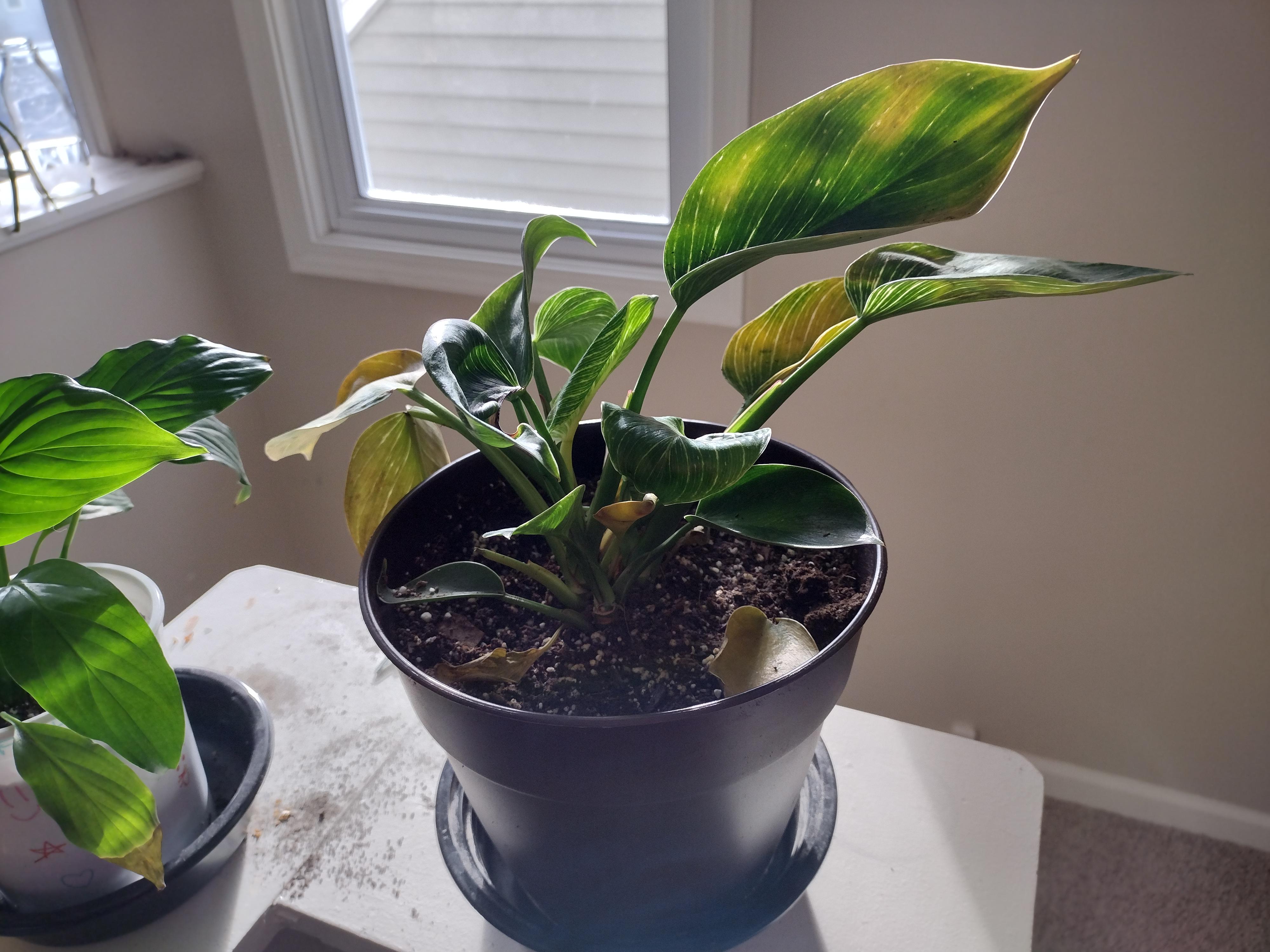 Help me, plant fans! Can anyone help me to ID this plant? I got it at