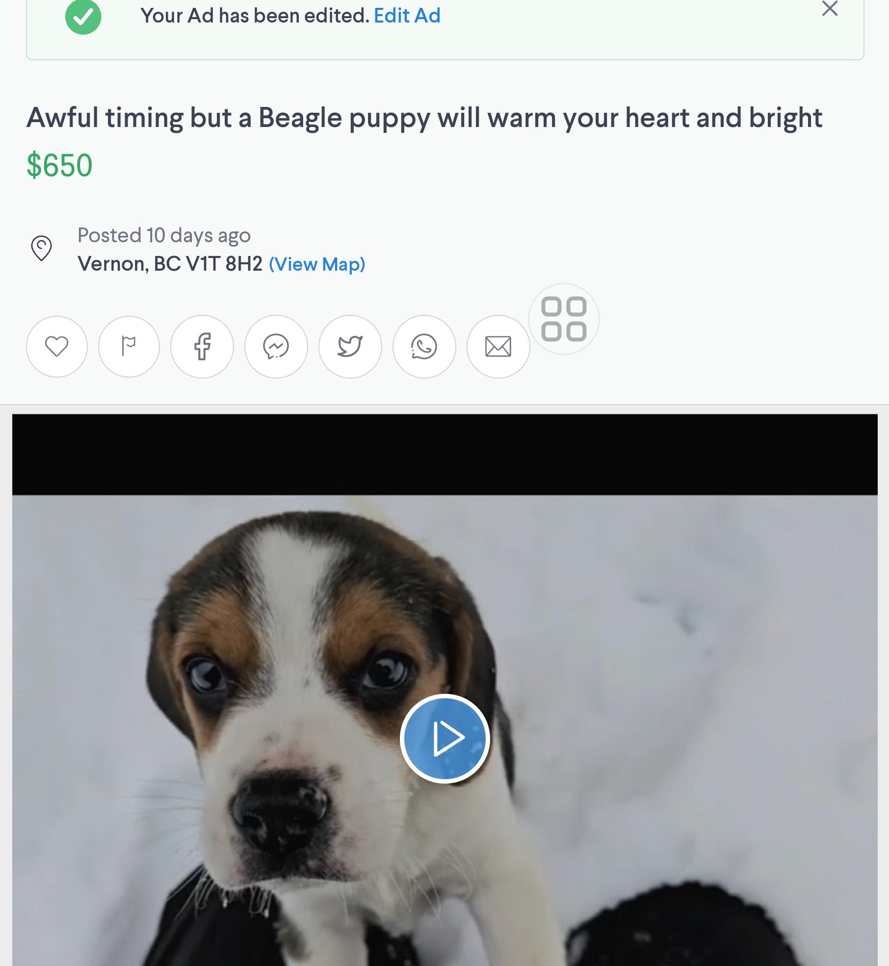 Beagle puppies easily rehomed. r/beagles