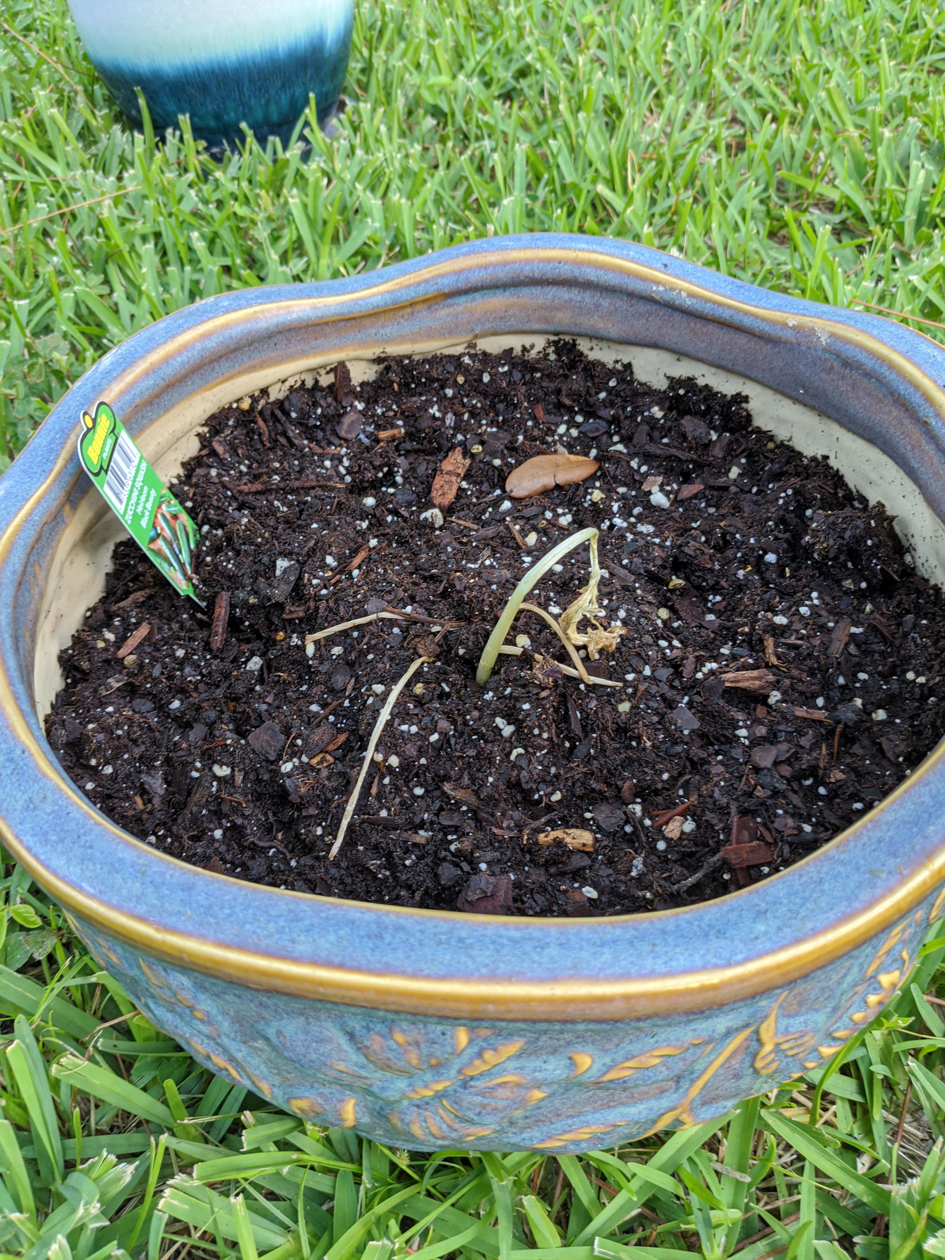 Zucchini dying r/plantclinic