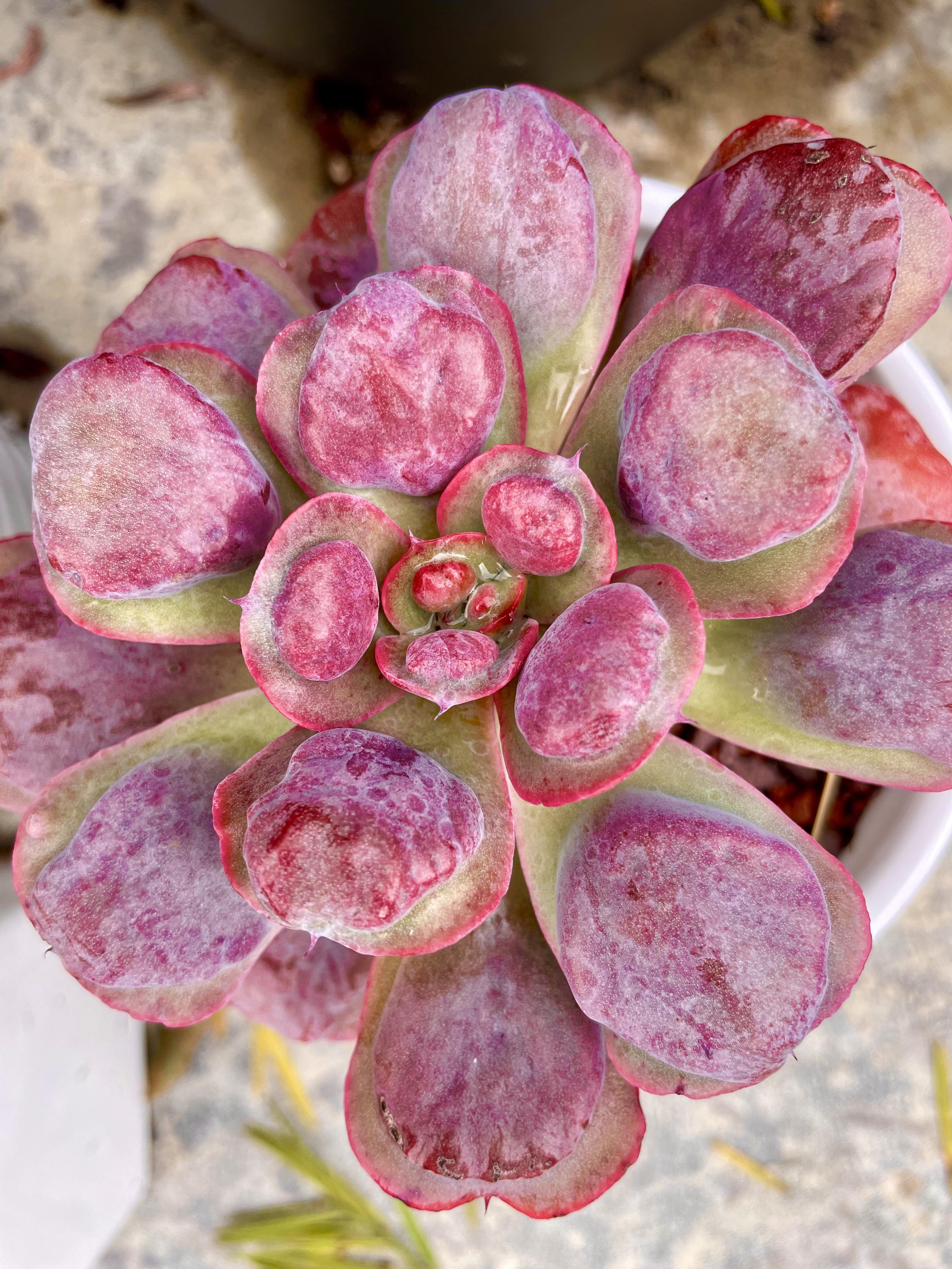 Echeveria ‘Heart’s Delight’ r/succulents