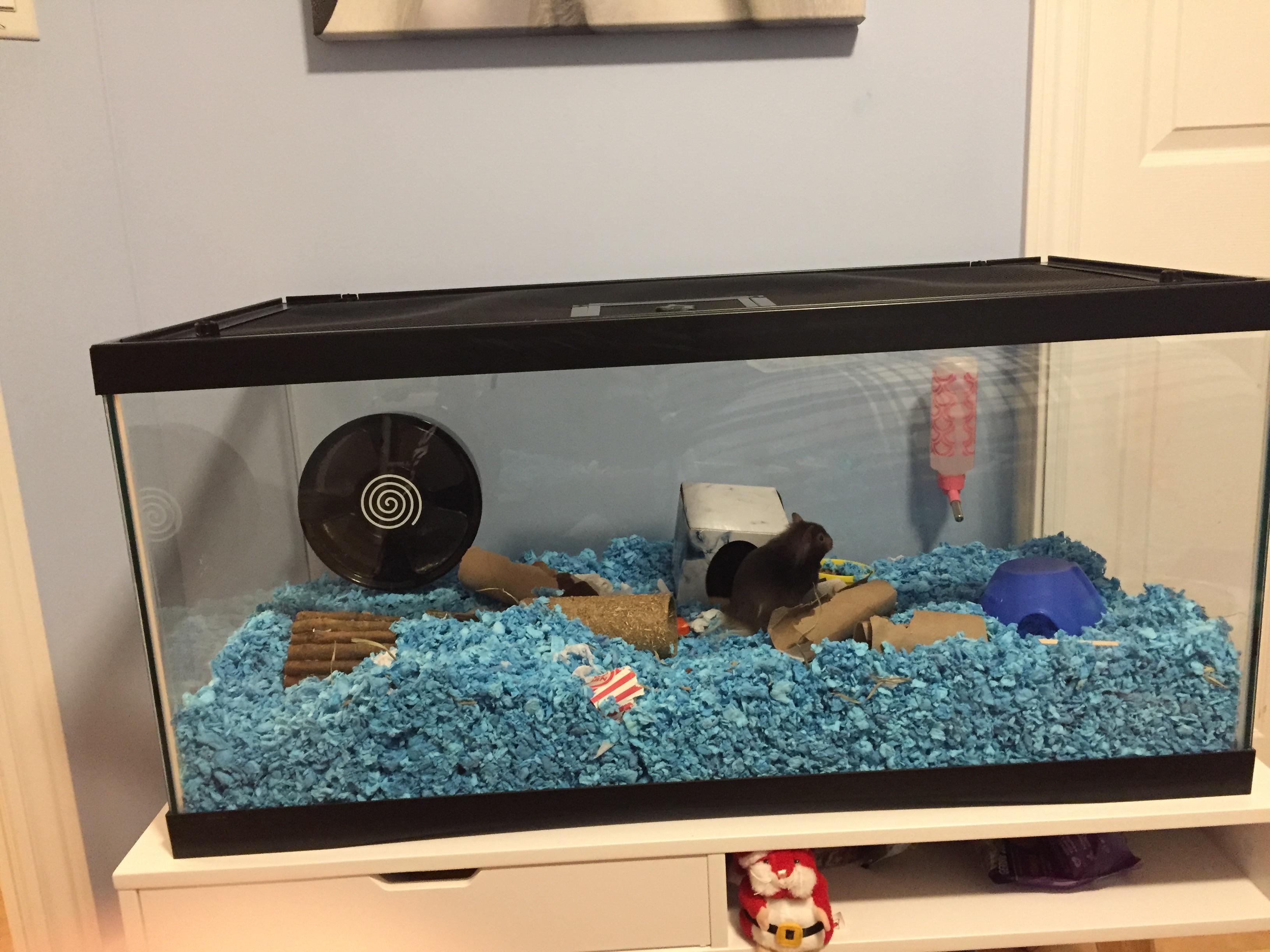 You guys at r/hamsters inspired me to upgrade my cage from a 336 sq