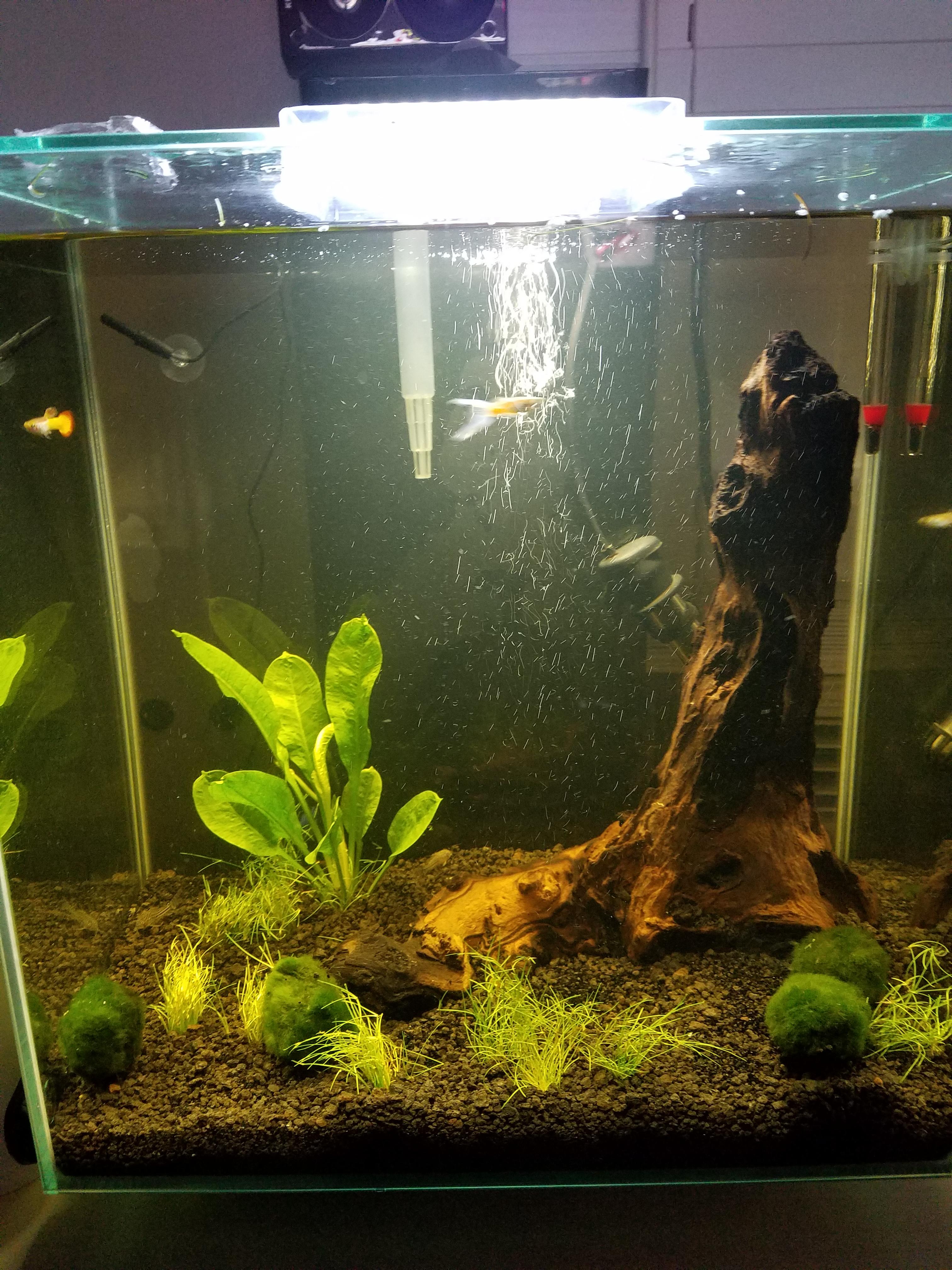 Fish Tanks For Sale Near Me Cheap magicalreturn
