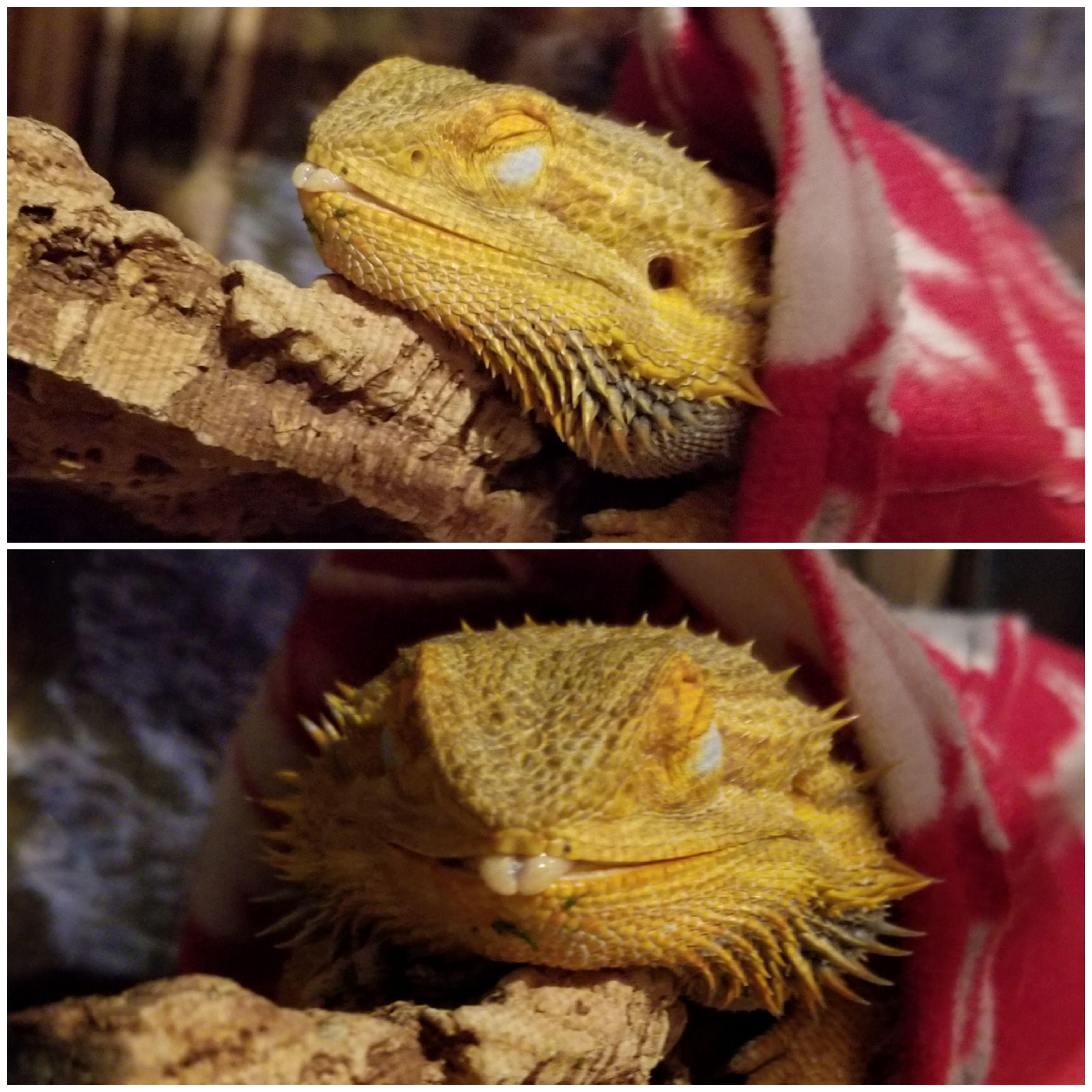 The bearded dragon's tongue sometimes comes out like silk