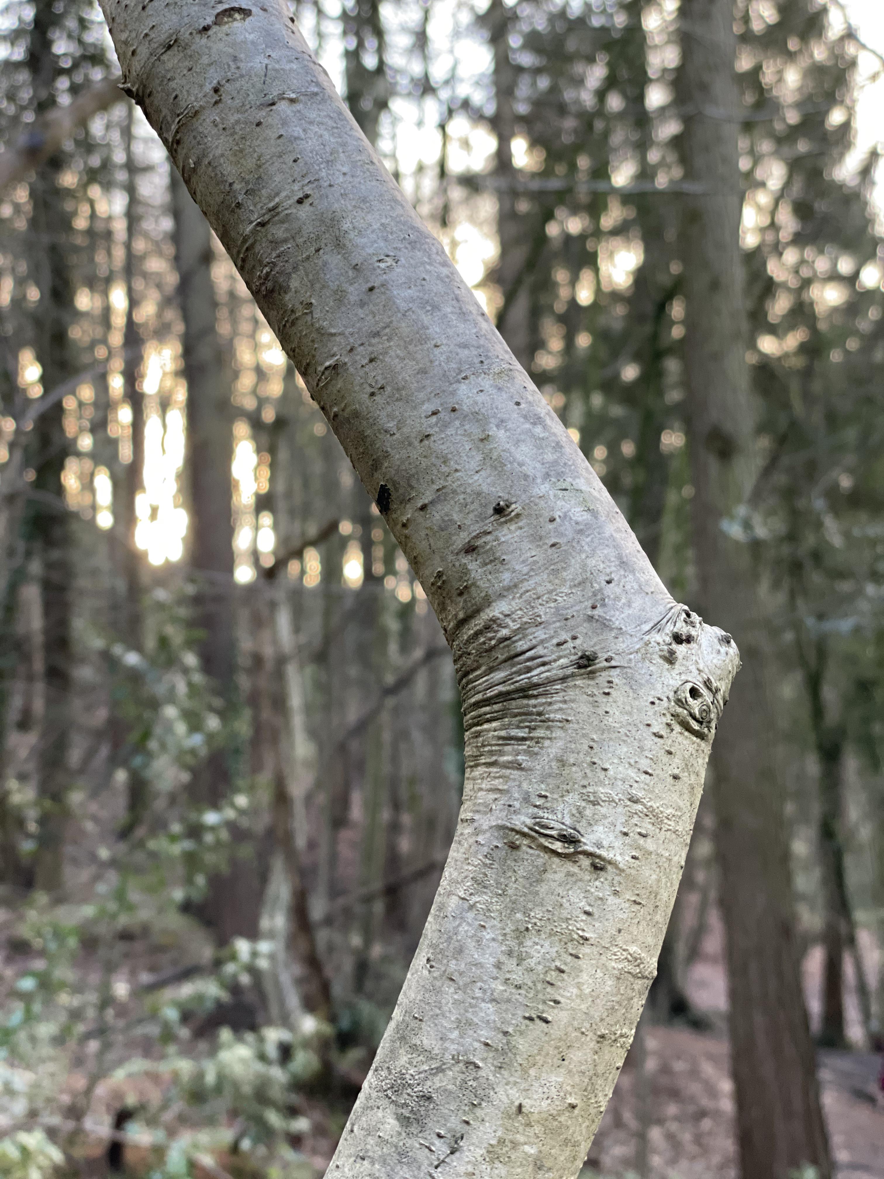 The bark on this tree looks like wrinkled skin r/mildlyinteresting