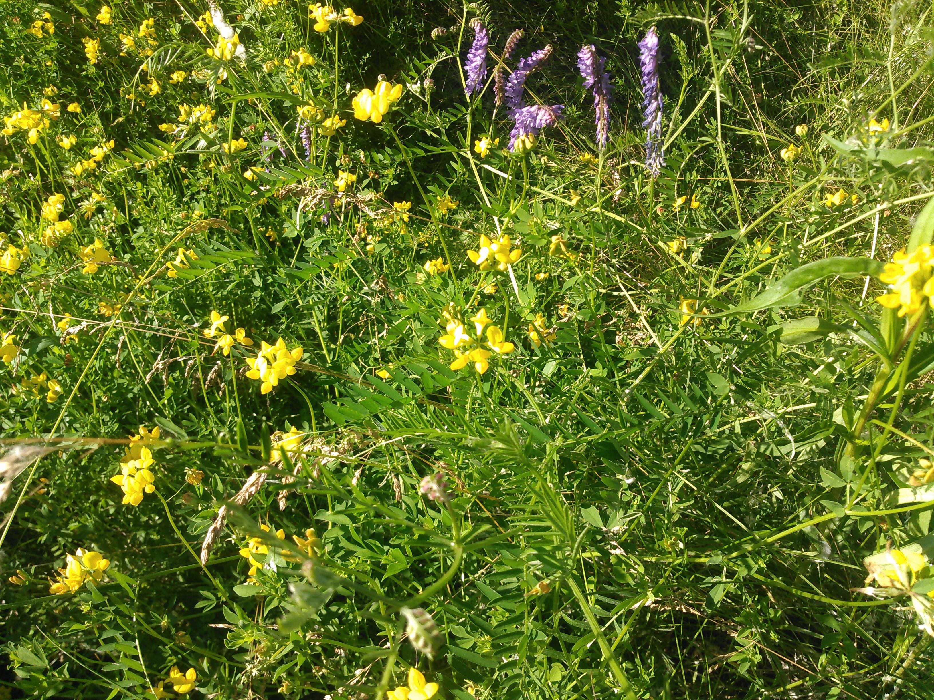 Birdsfoot trefoil (the yellow wildflower / weed) and cow / tufted vetch