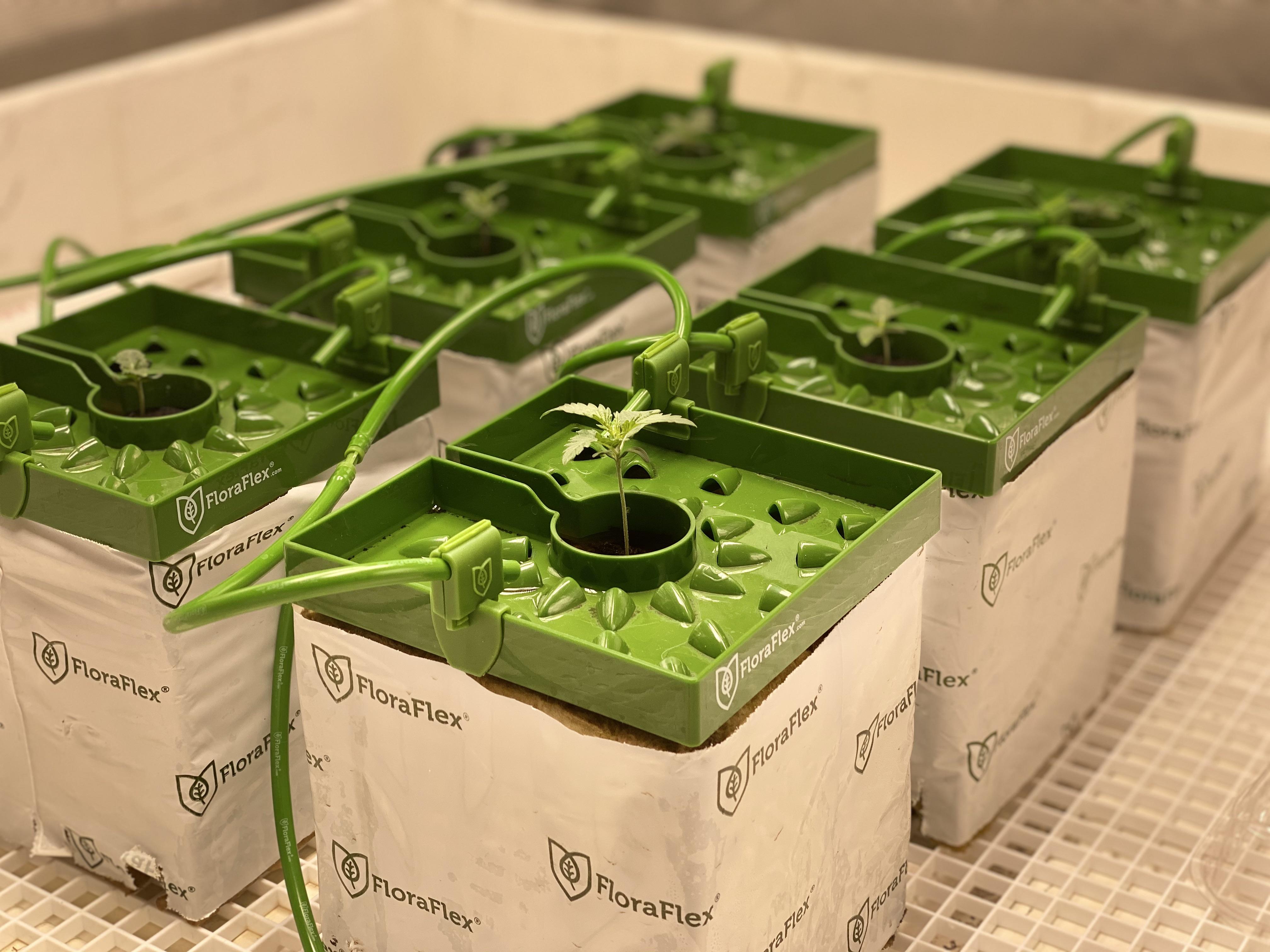 First run with top feed Rockwool. No problems yet. First feeding today