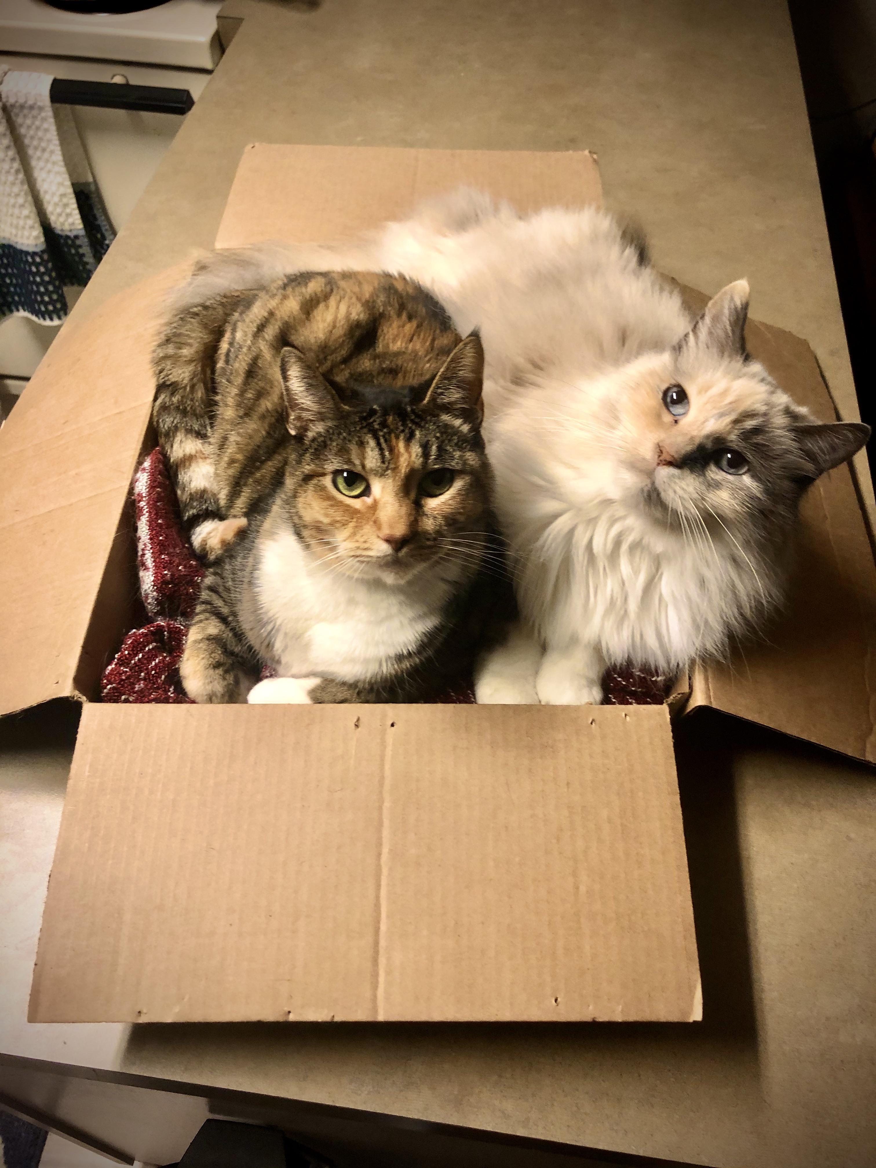 I’m never allowed to throw away any boxes ever r/aww