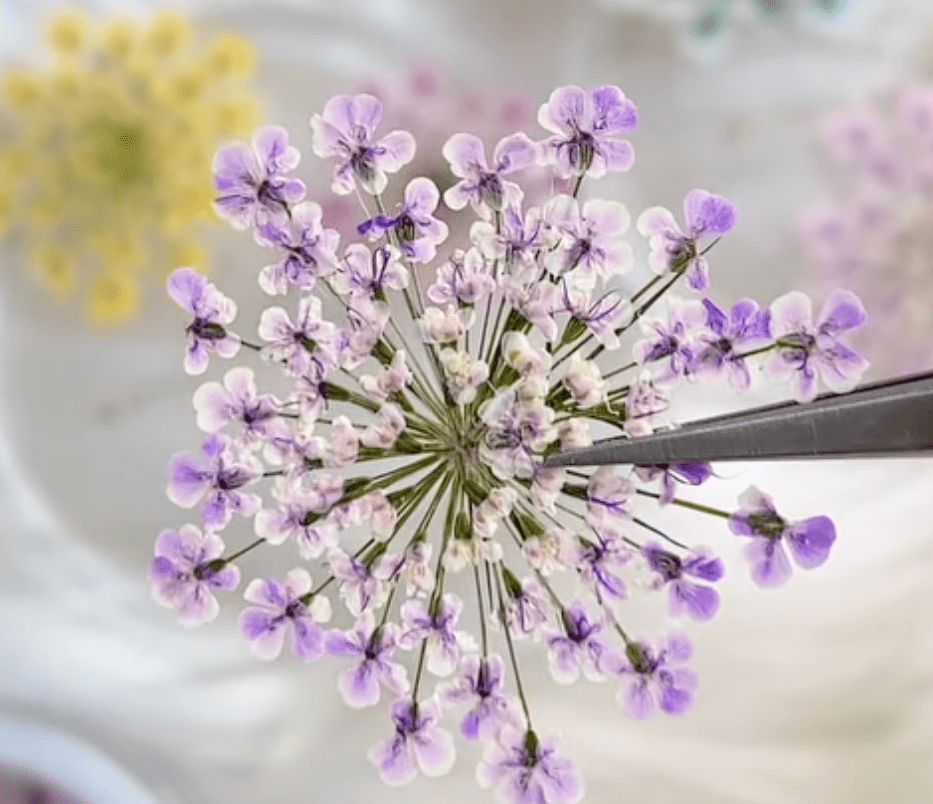 What are these flowers called ? r/flowers