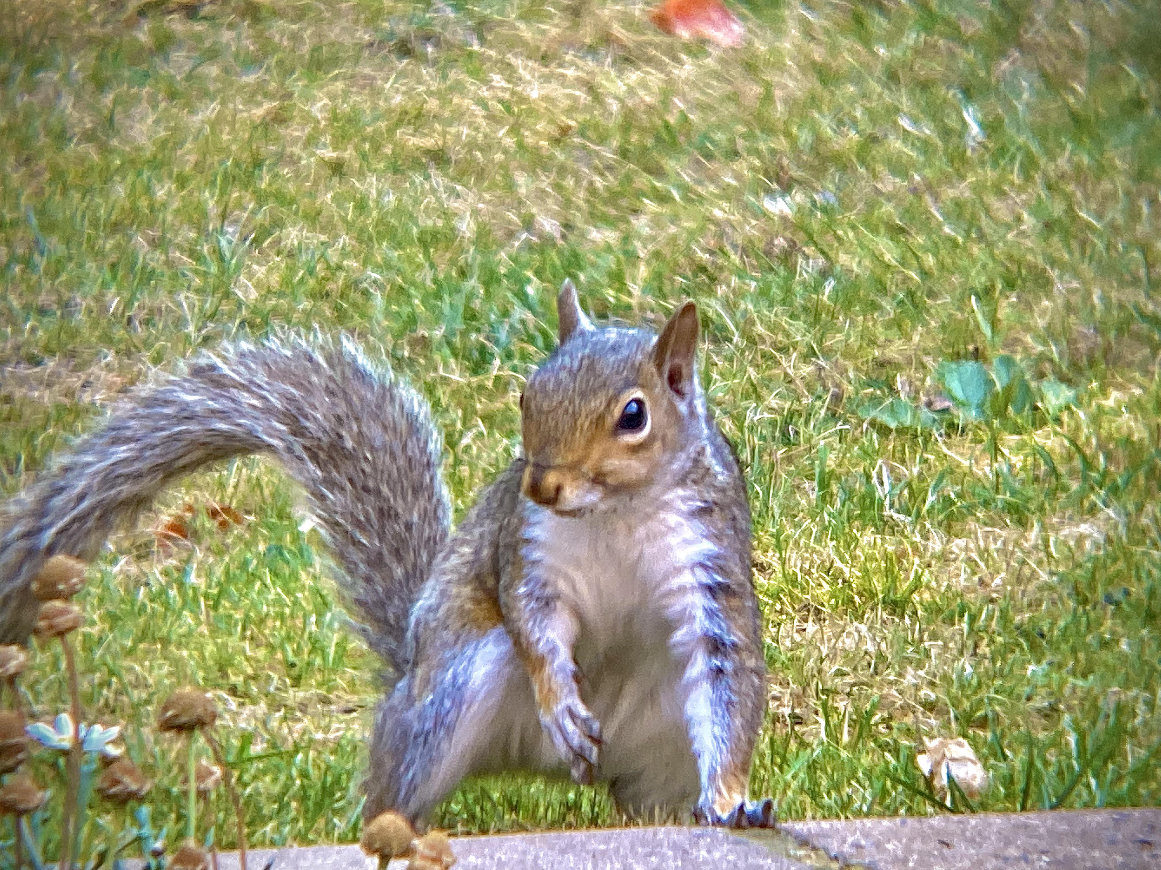 Superhero landing r/squirrels