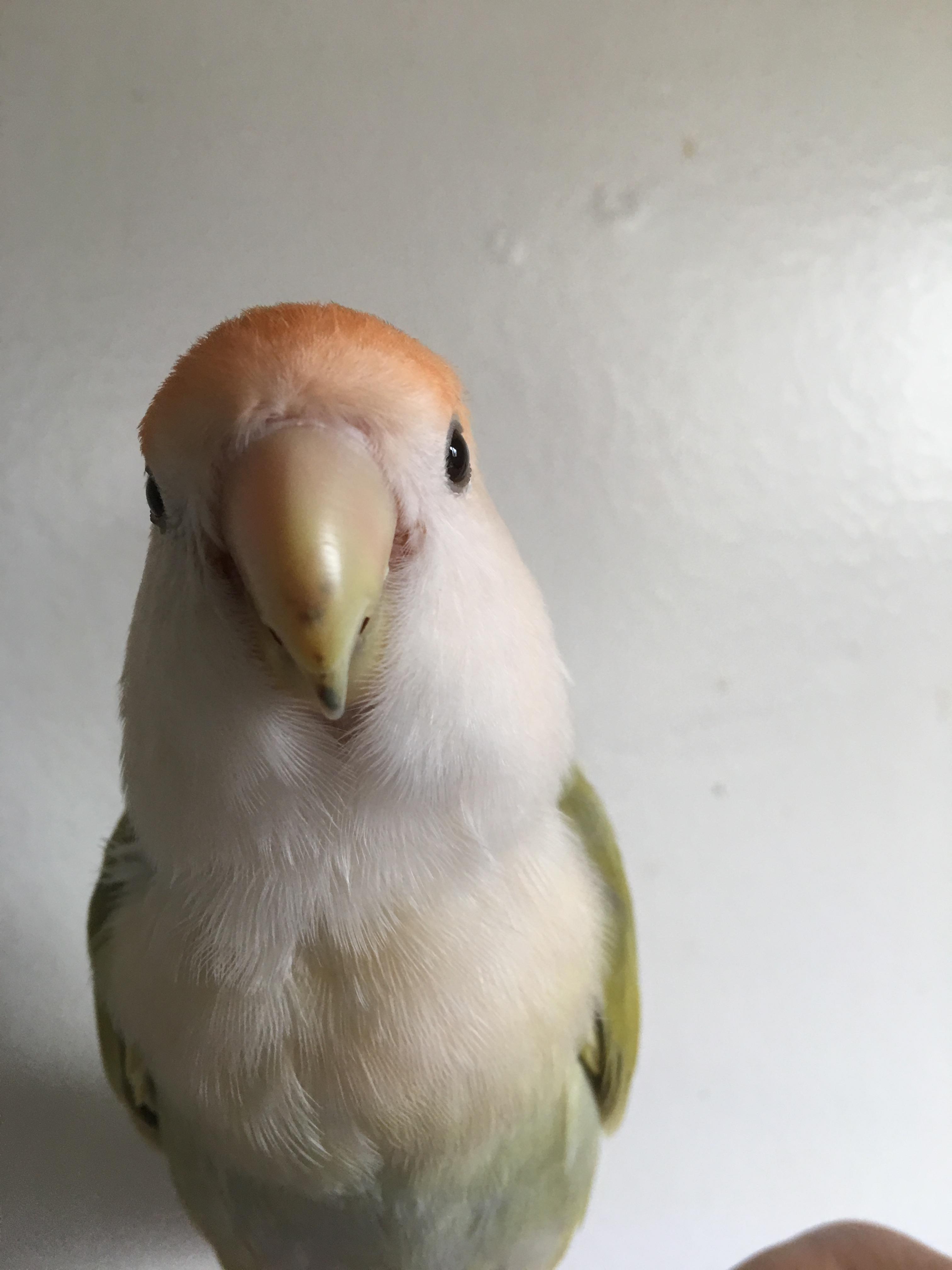 What are these marks on my lovebird’s beak? r/parrots