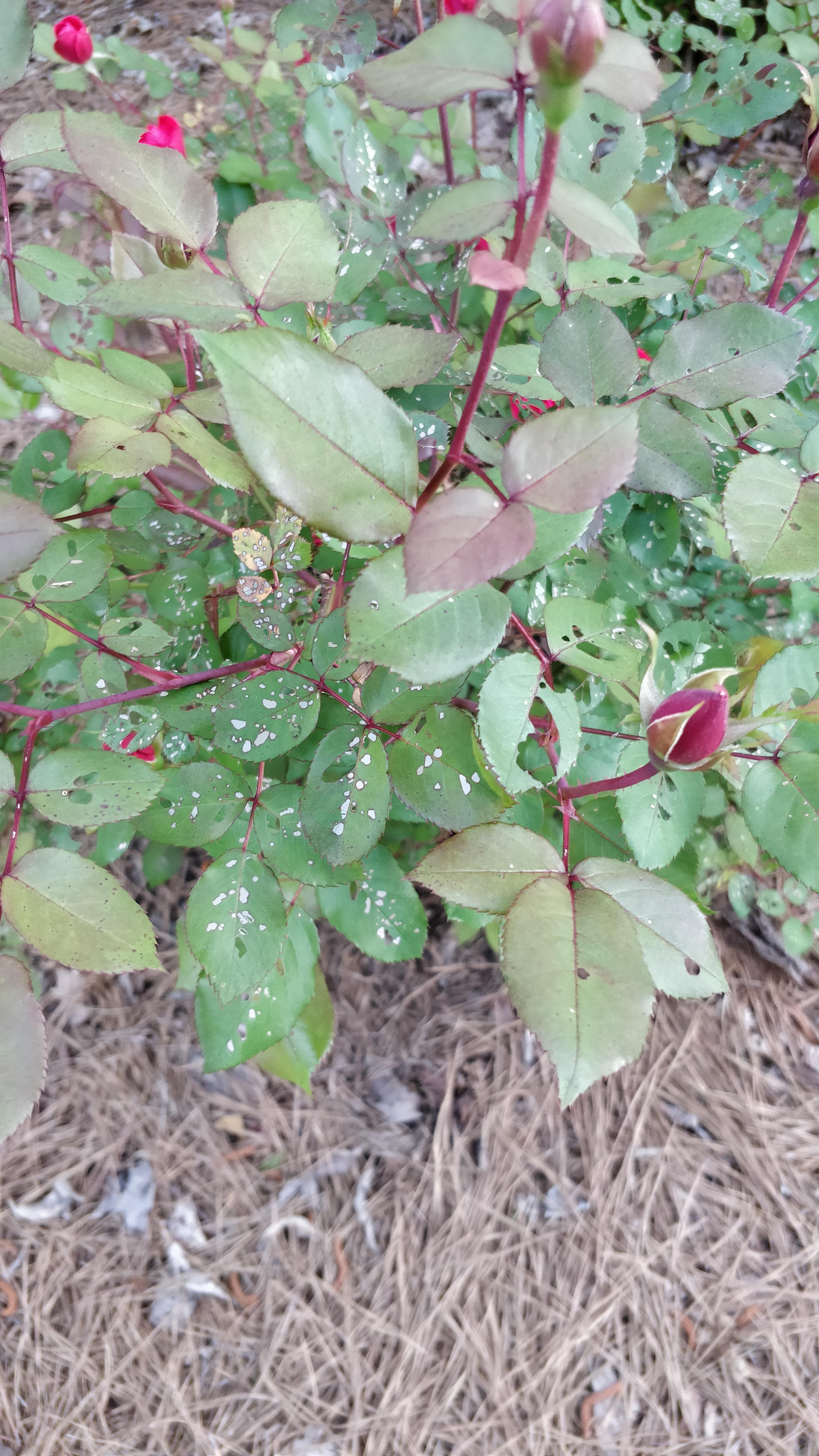 What's eating my rosebush's leaves? r/plantclinic