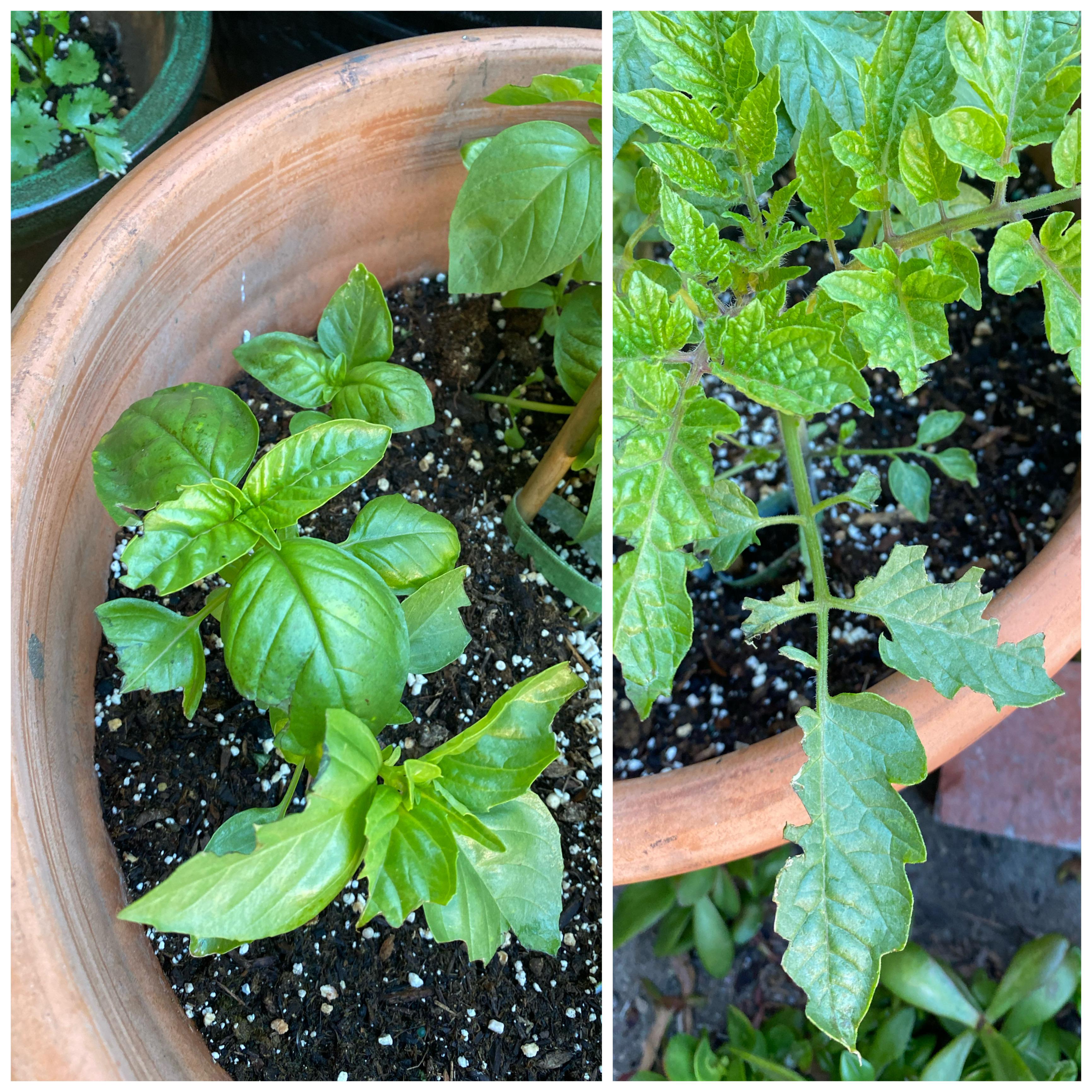 Something is eating my tomato and basil plants. Slug damage?? Birds?? I