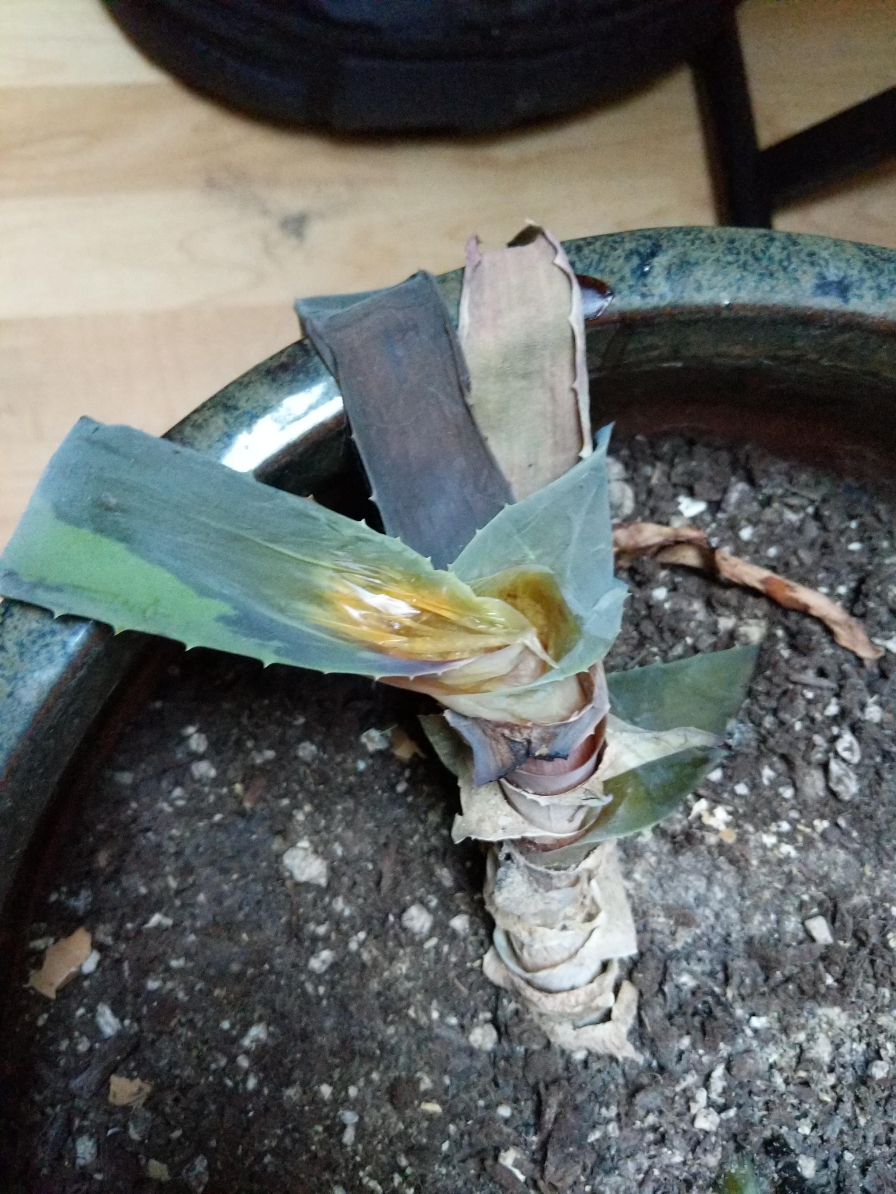 Help! How do I save my aloe plant? It's been doing well