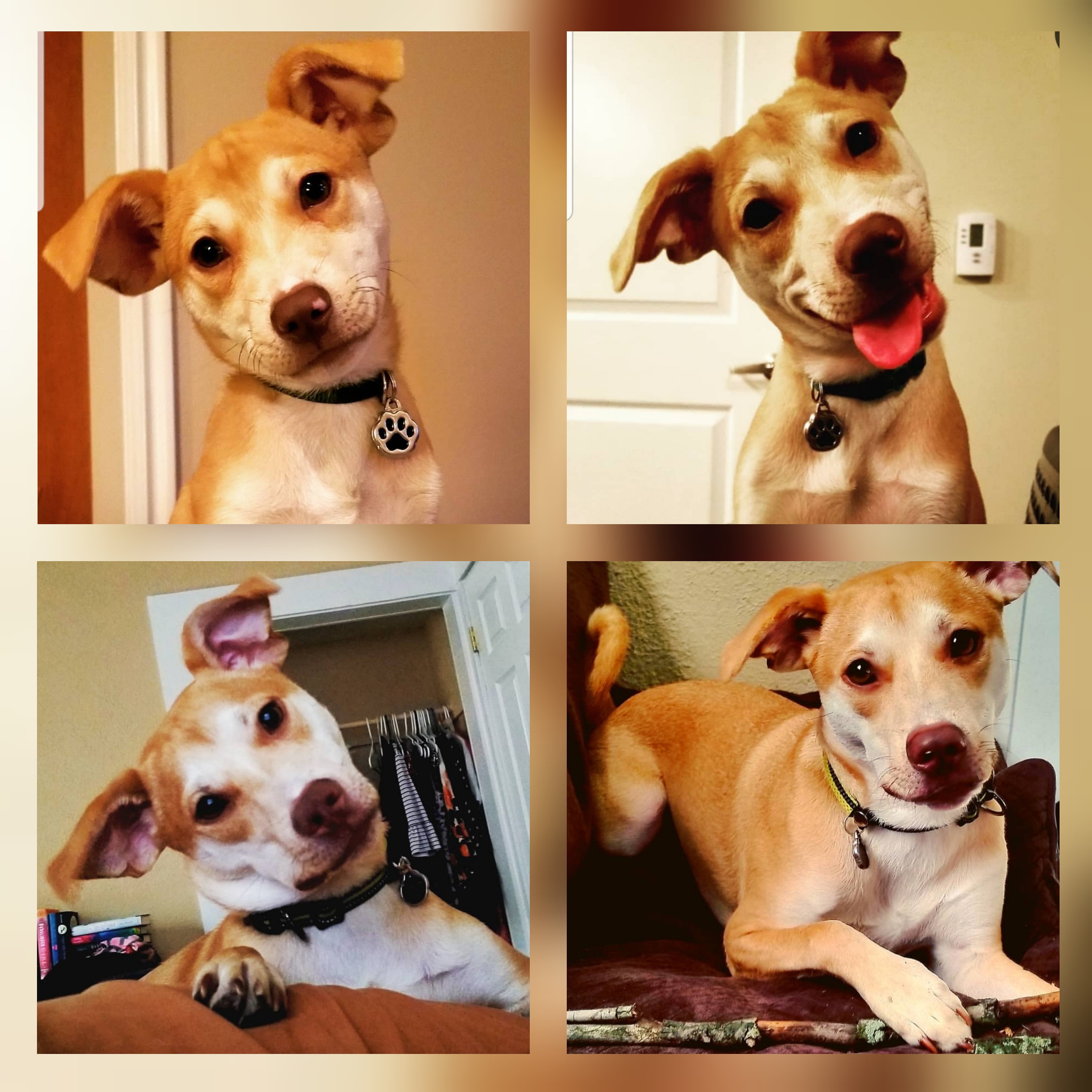 No matter how old he gets, he still tilts his head. r/aww