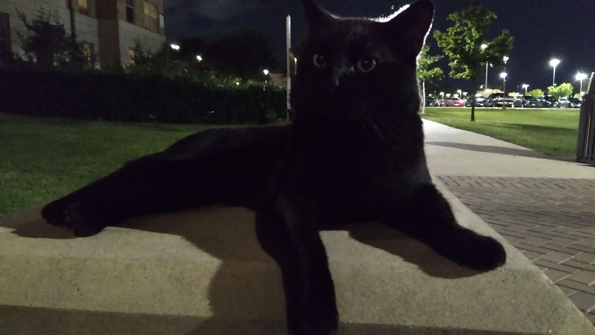 Found a cat at White Creek Apartments r/aggies