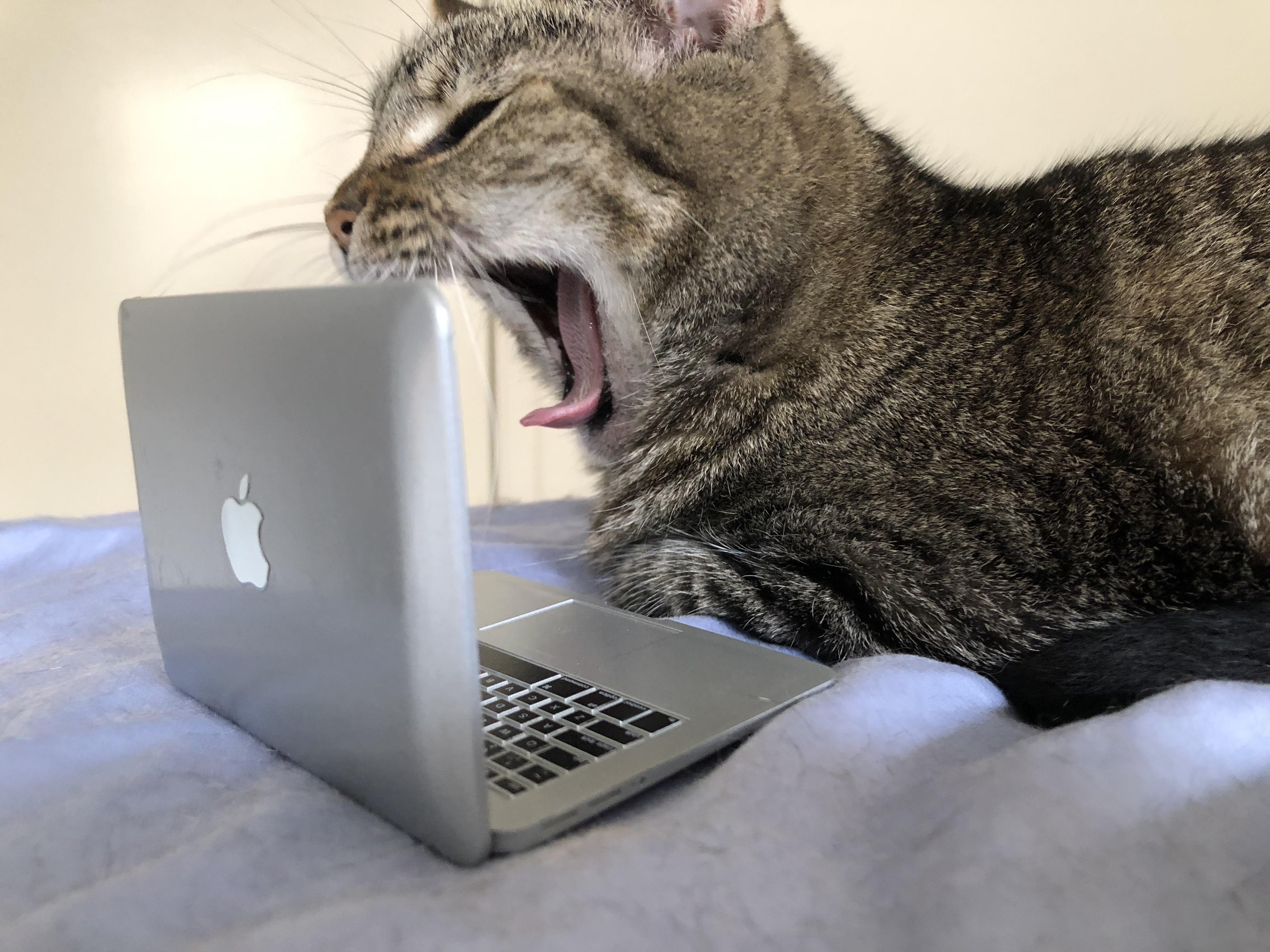 My cats dentist appointment during covid r/cats