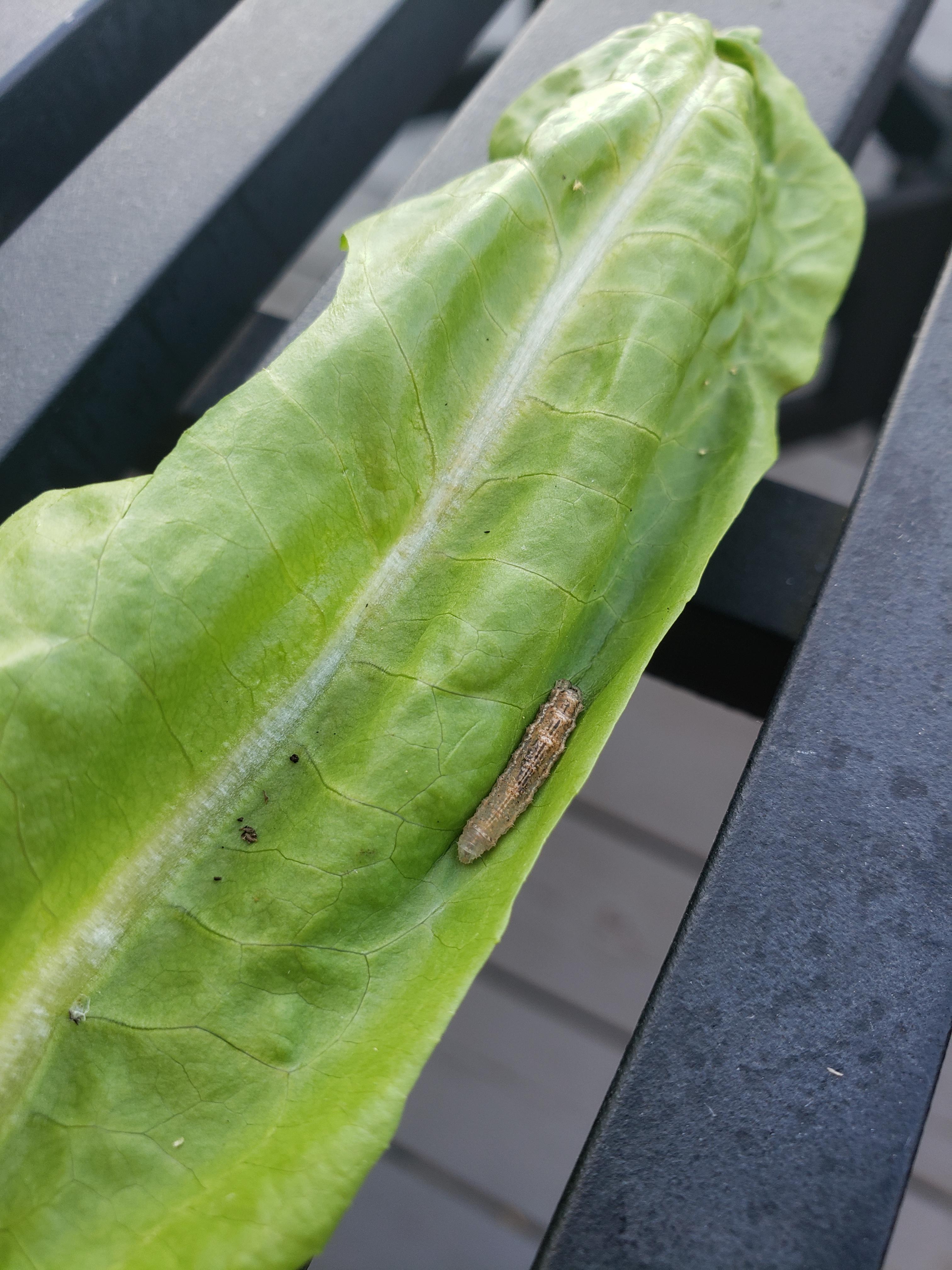 Advice! What is this weird worm thing on my lettuce? Is it harmful? r