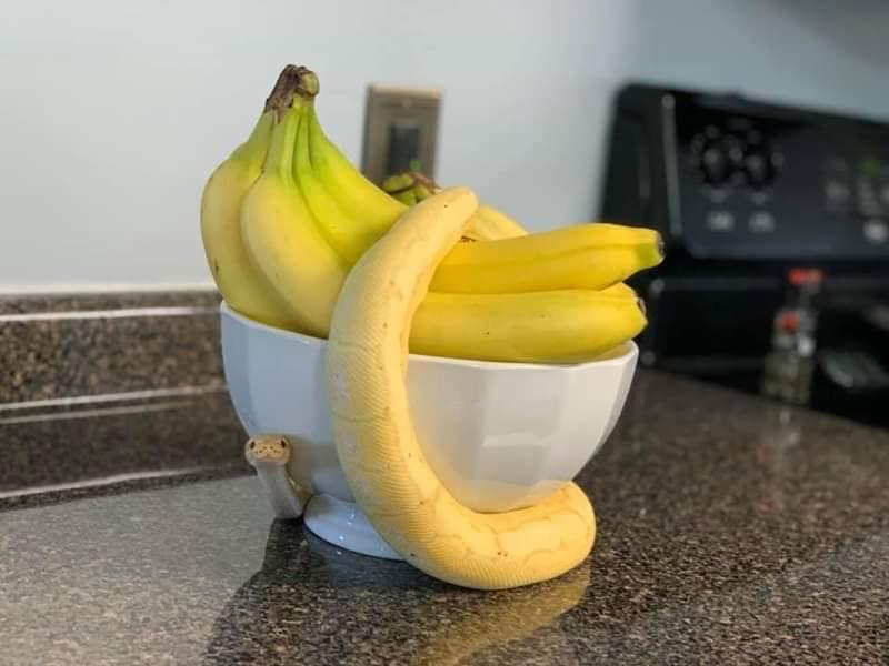 Banana Snake r/snakes