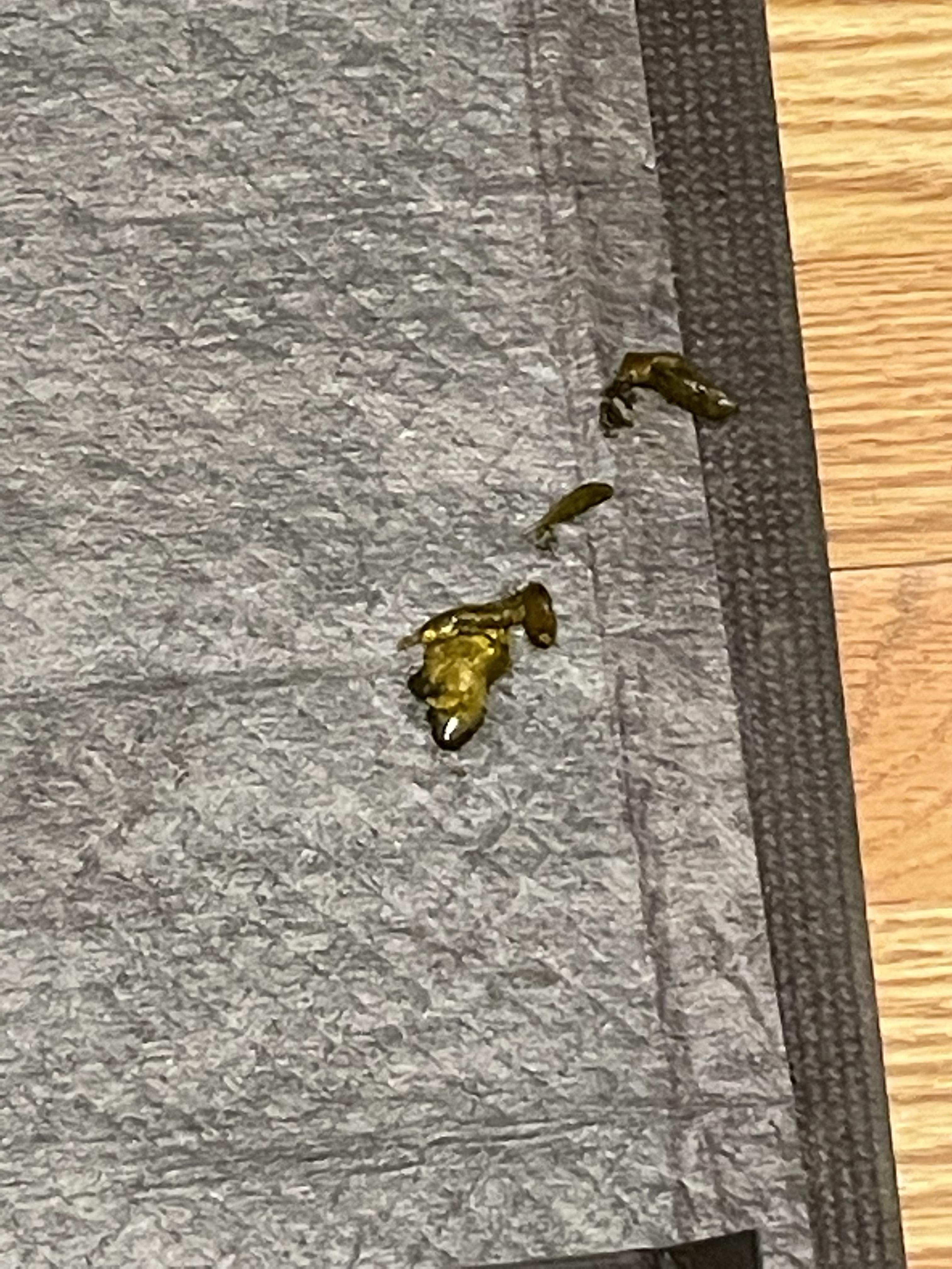 Weird stool consistency r/ferrets