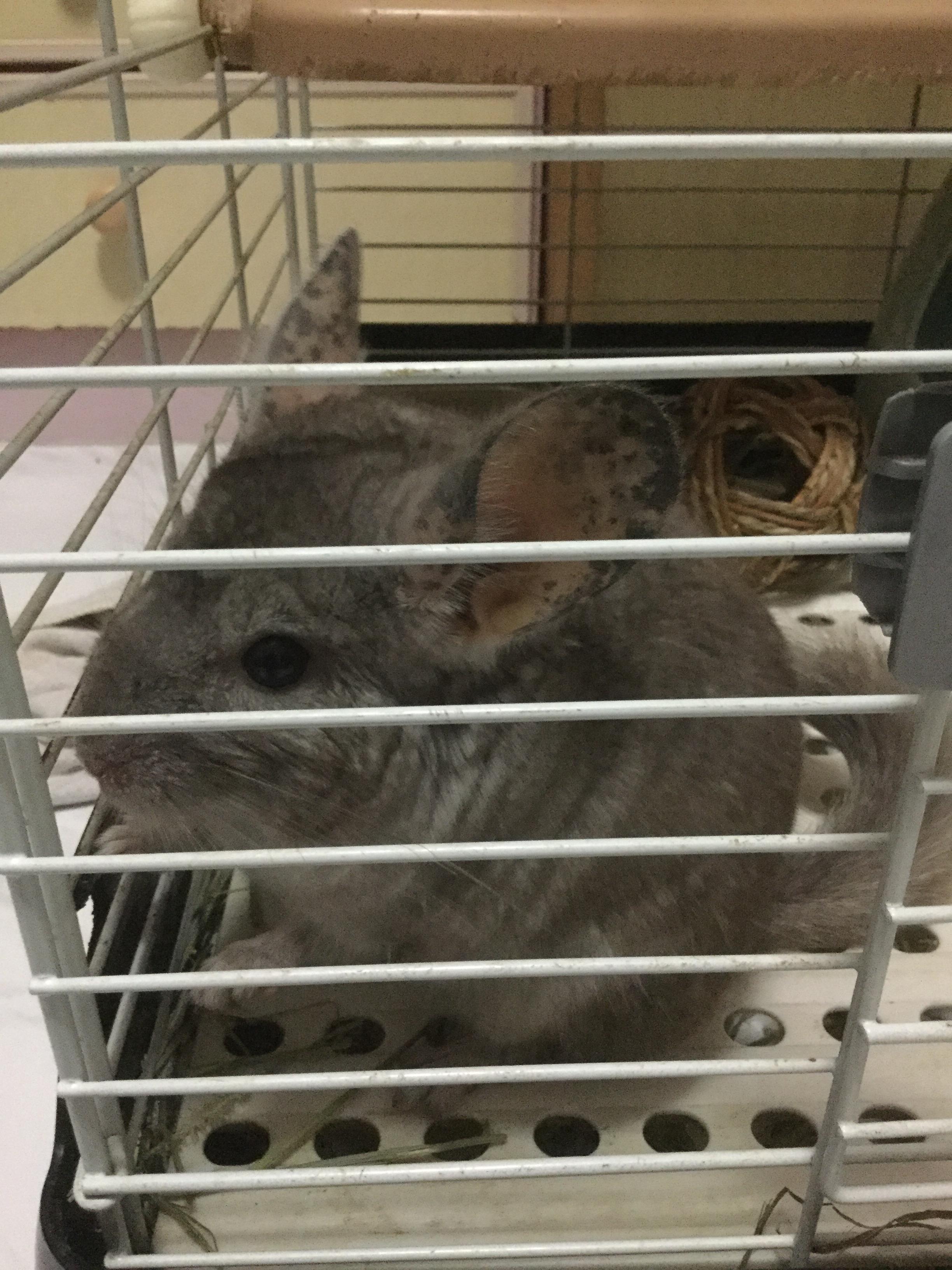 New Owner here. Need help Identifying. Is he overheating? r/chinchilla