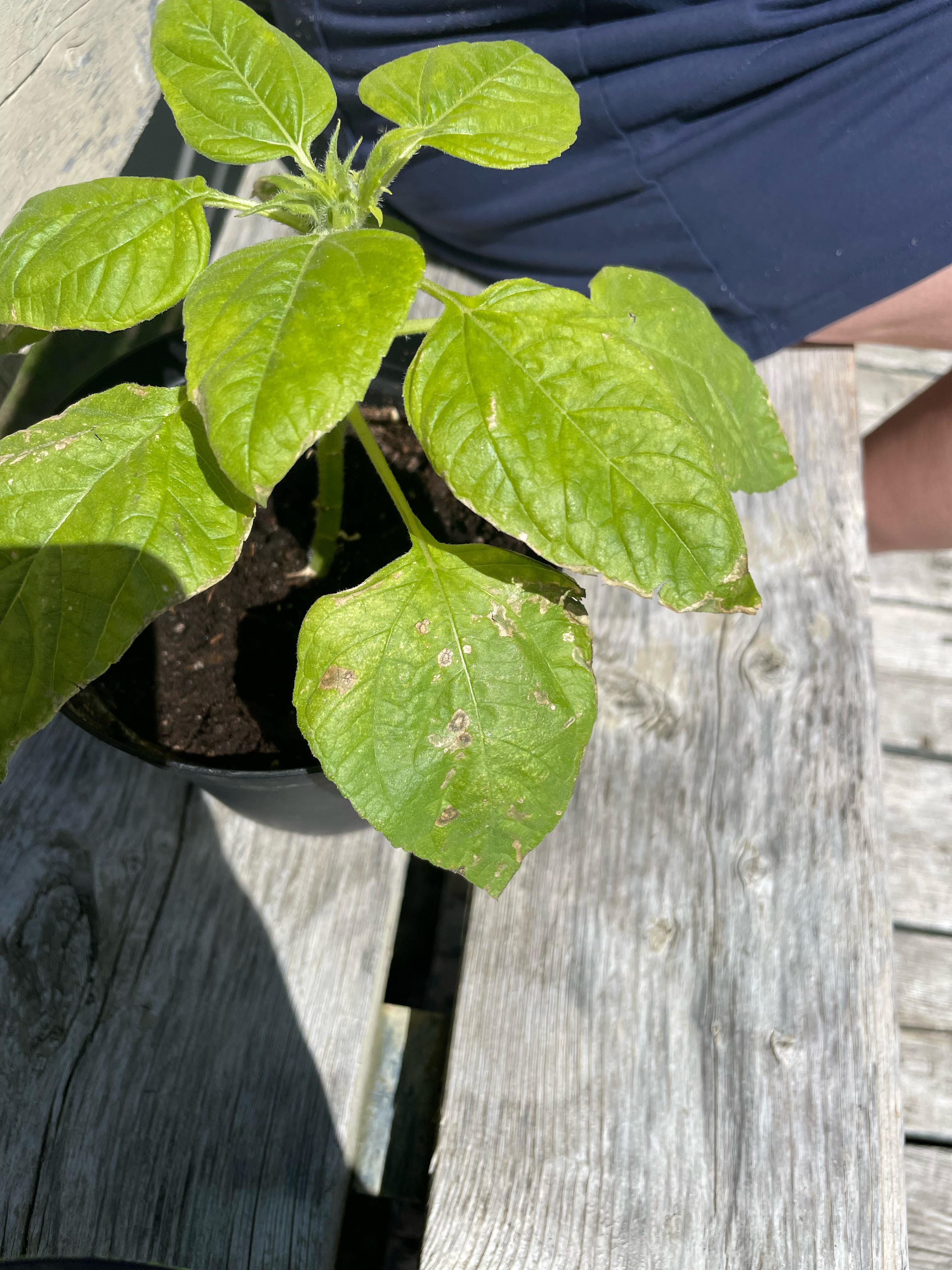 we have recently taken our sunflower plant outside and have been giving