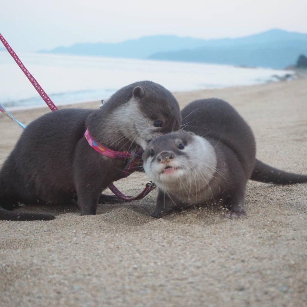 River otters at the beach r/Otters