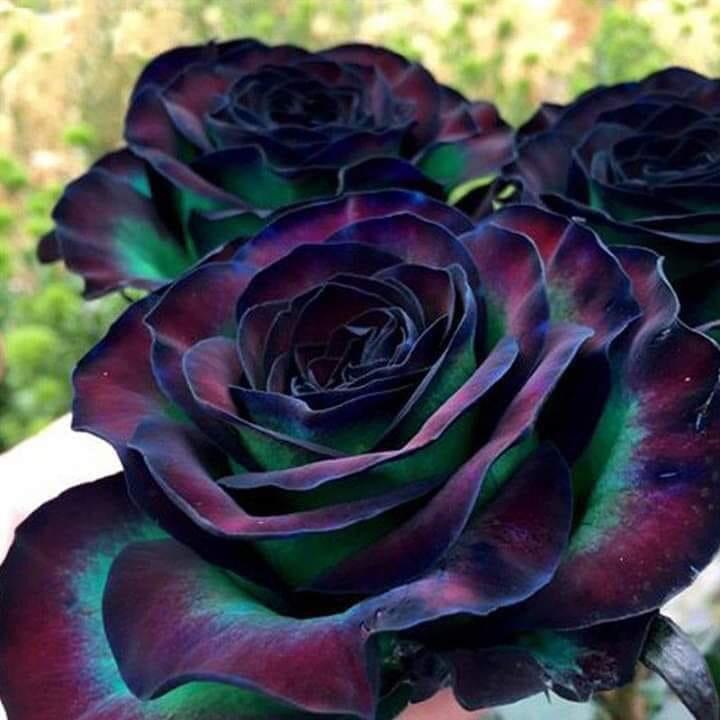 Nyx Rose Bouquet