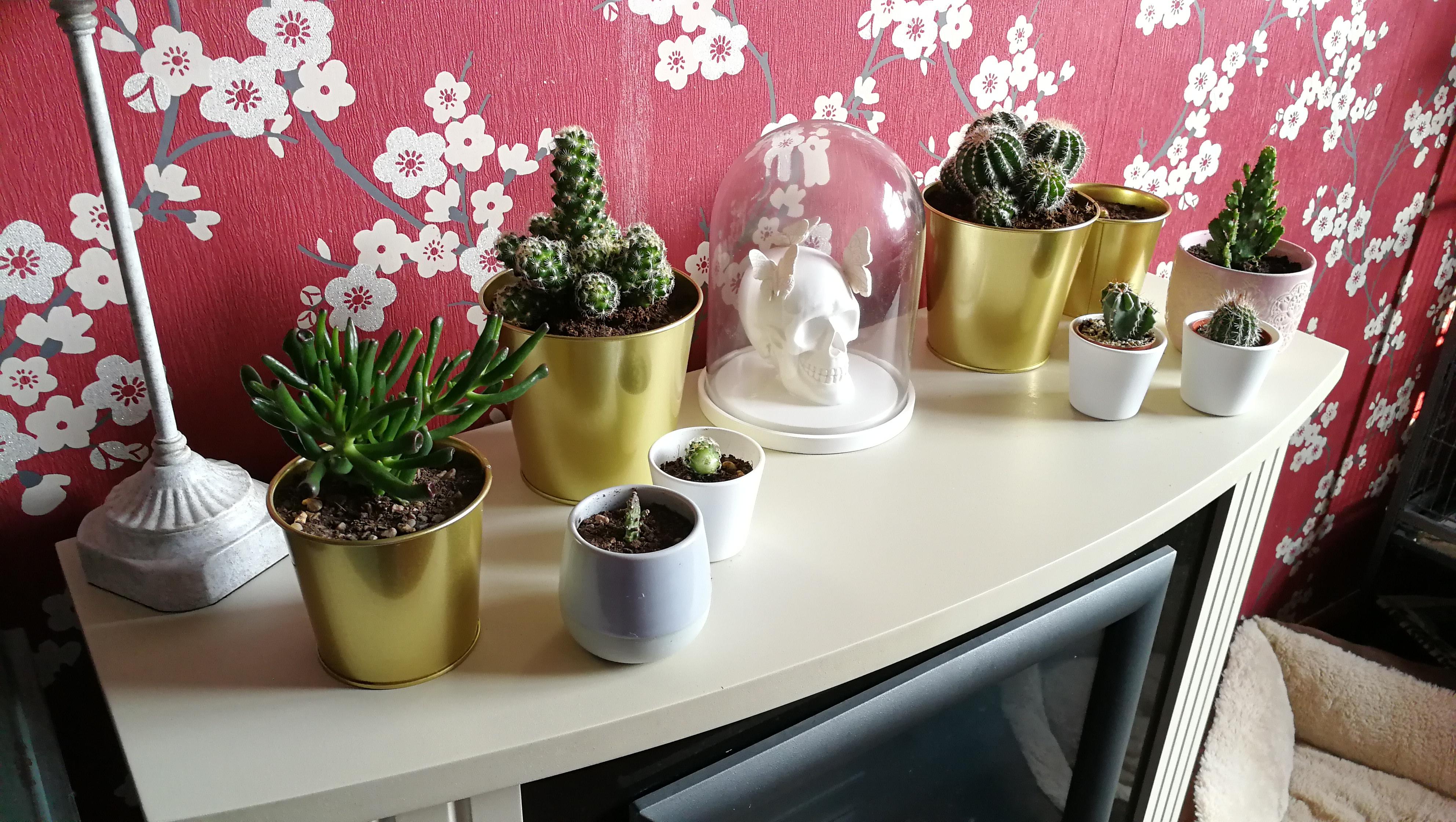 Got some house plants today from IKEA. Picked up mainly cactus but