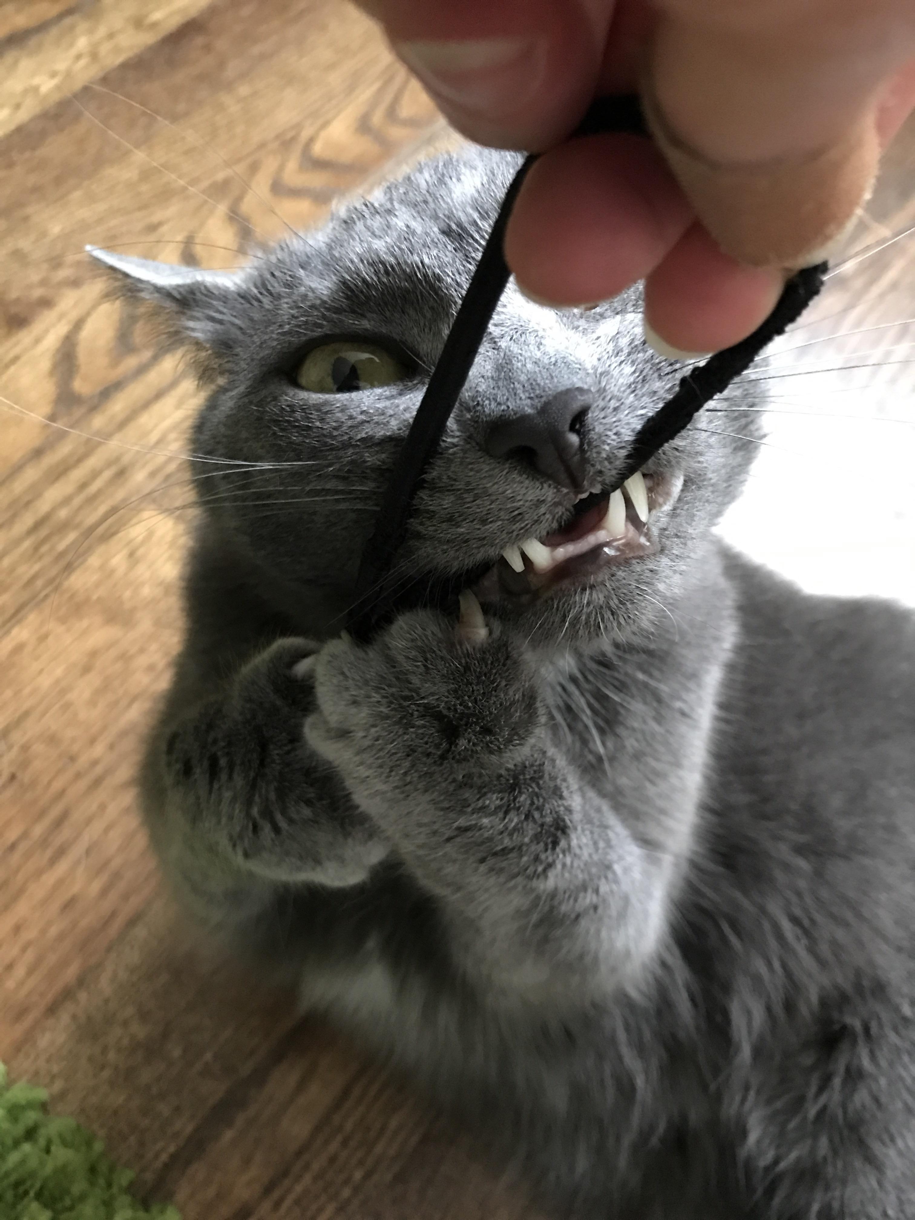 X/Posted on /r/Cats She stole my hair tie and wouldn't give it back
