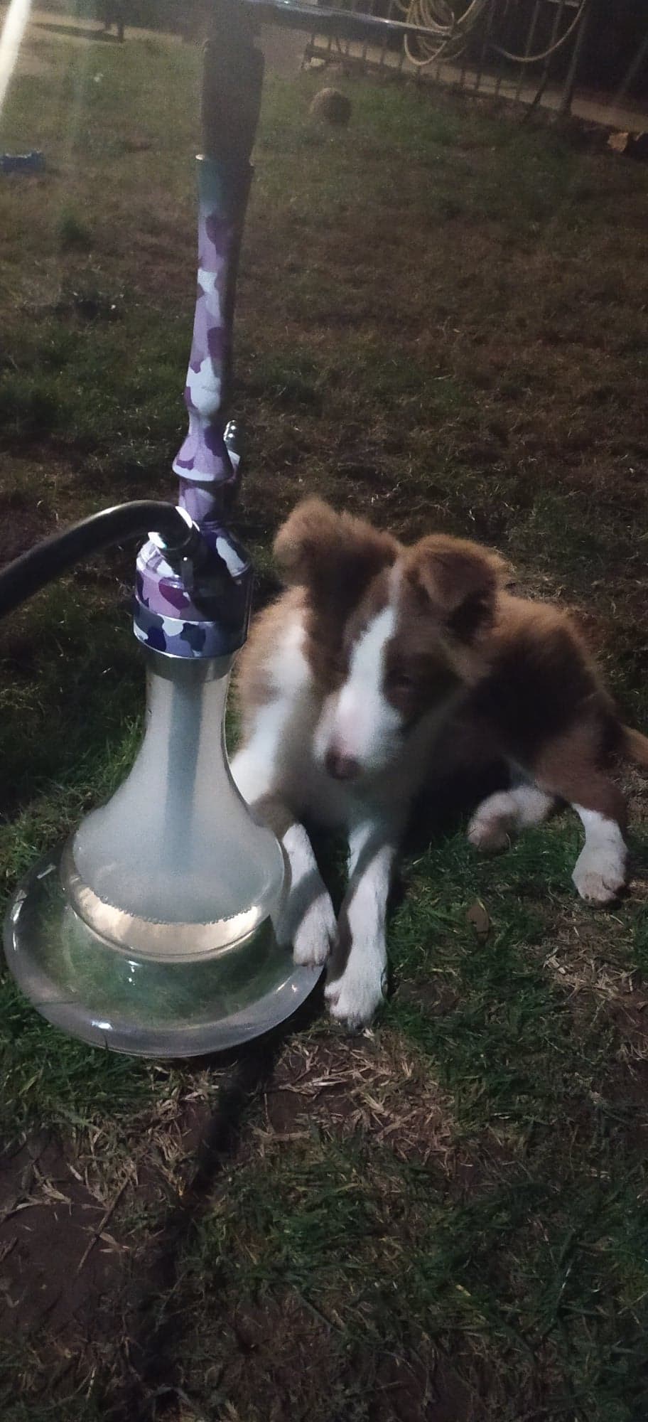 Our new puppy likes my hookah i guess D r/hookah