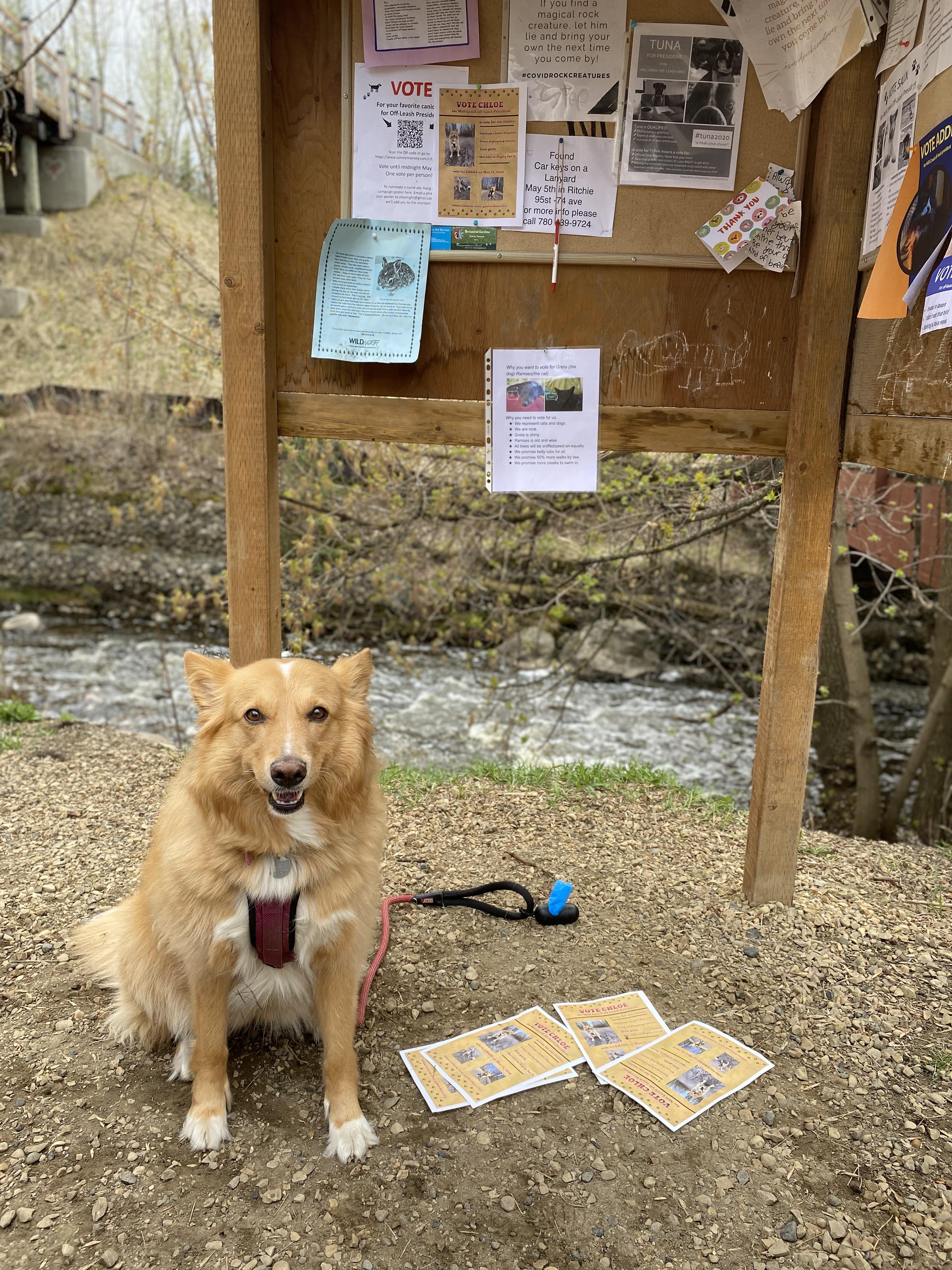 There’s a dog election in Edmonton. Vote Chloe for president of Mill