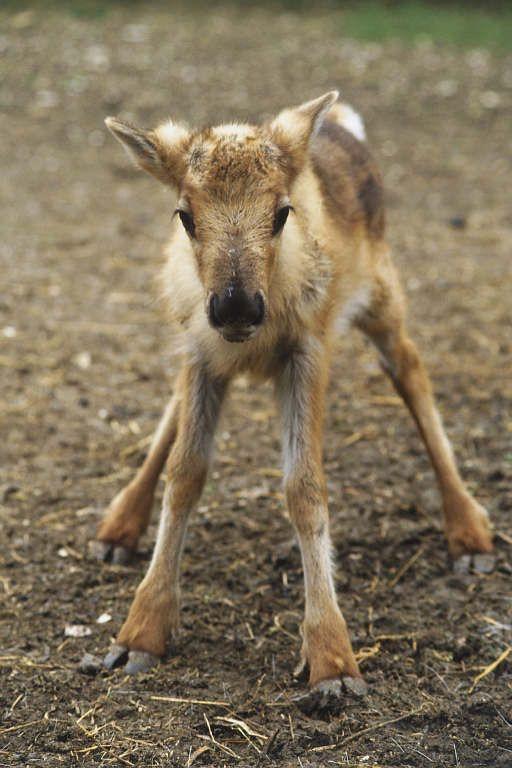Baby reindeer 😍 r/aww