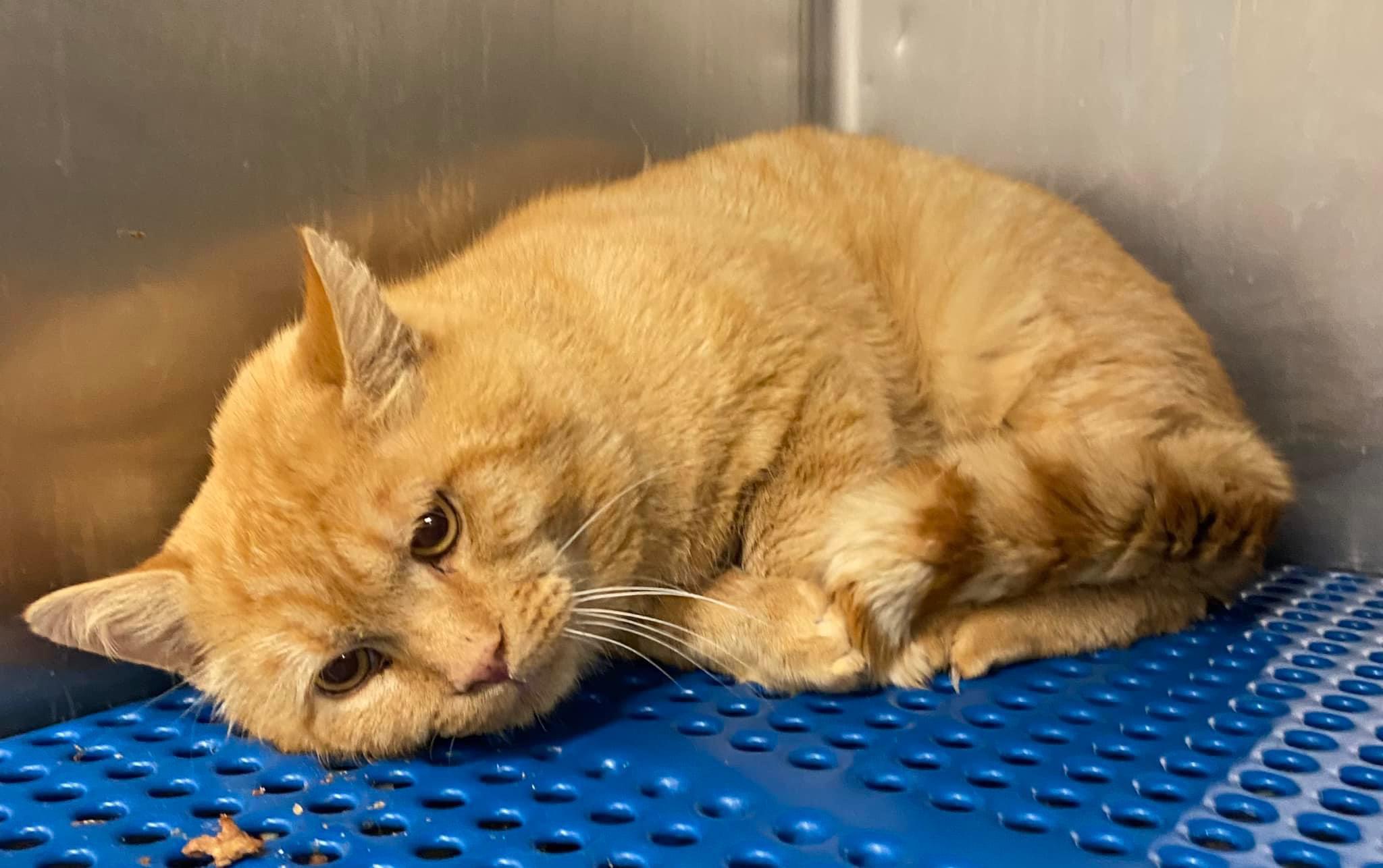 My kitty cat at the shelter before my family adopted him. r