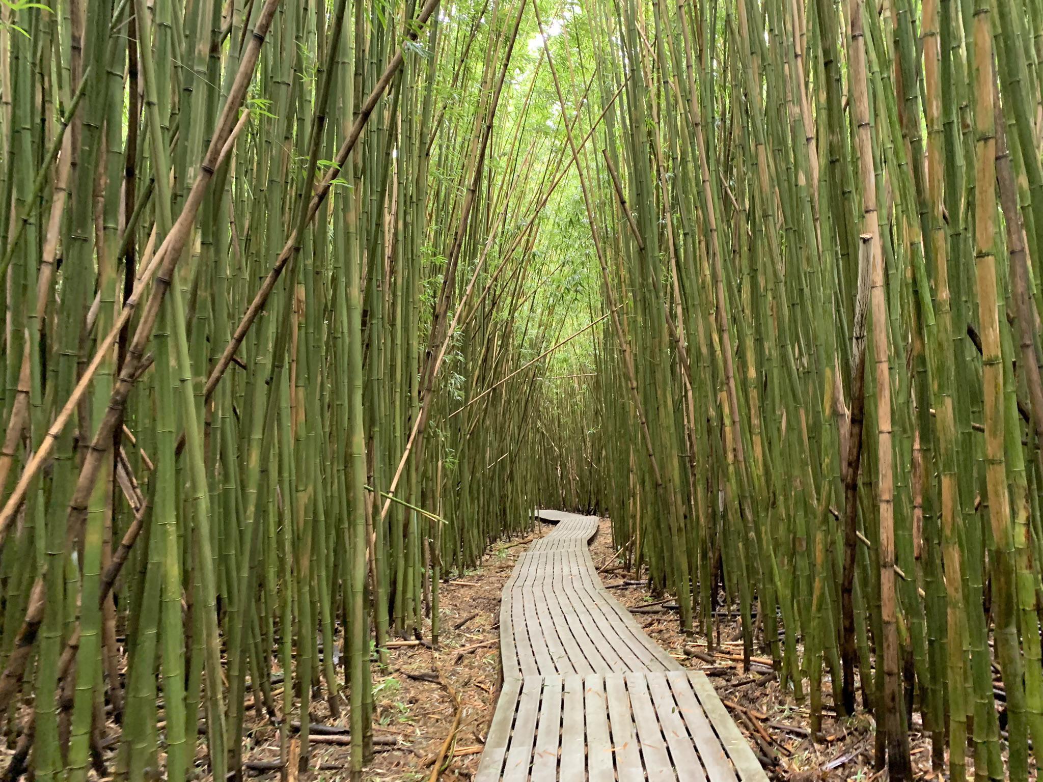 Bamboo Forest Maui r/Outdoors