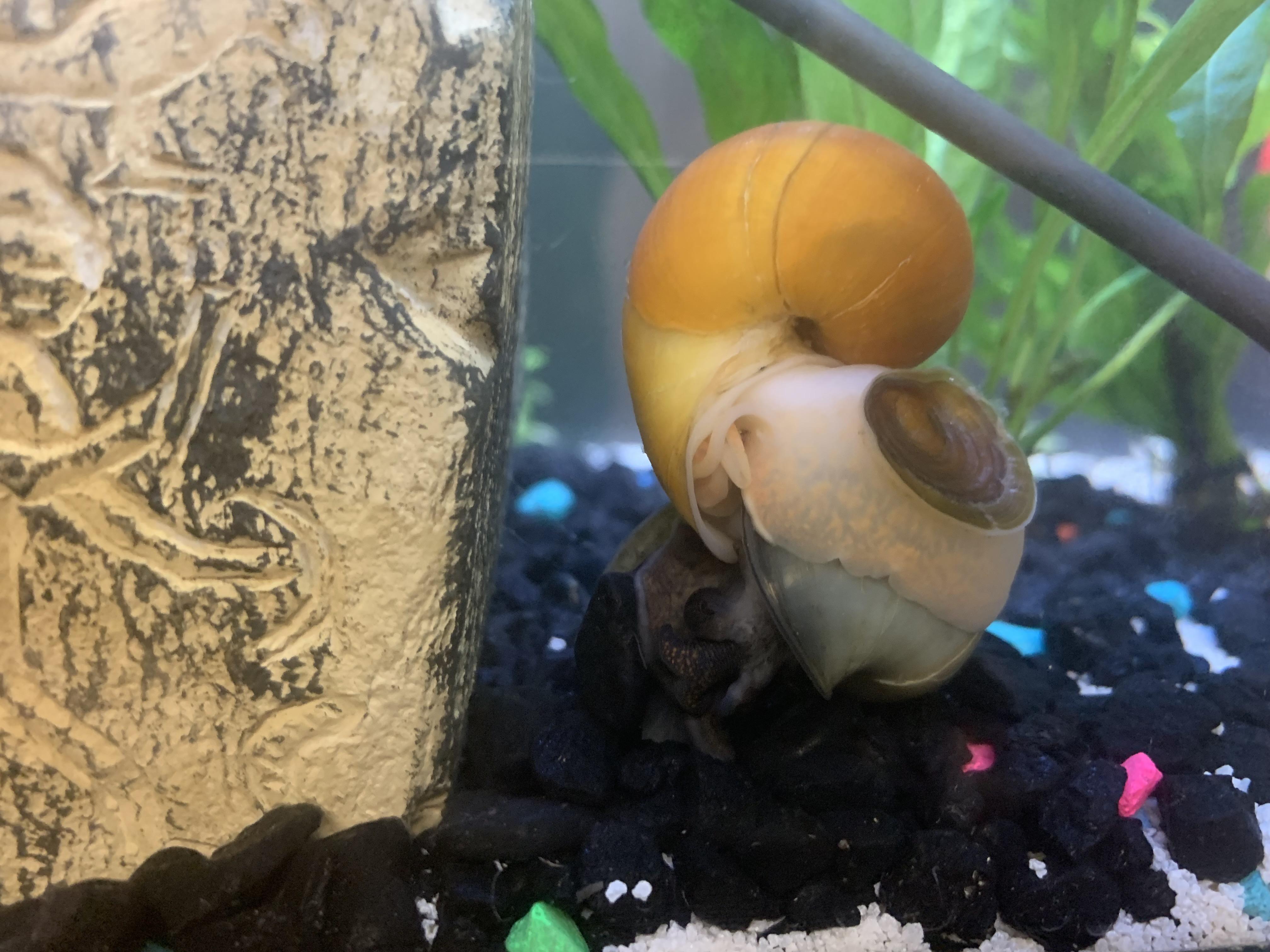 Are my snails making babies? It looks like the gold one is poking