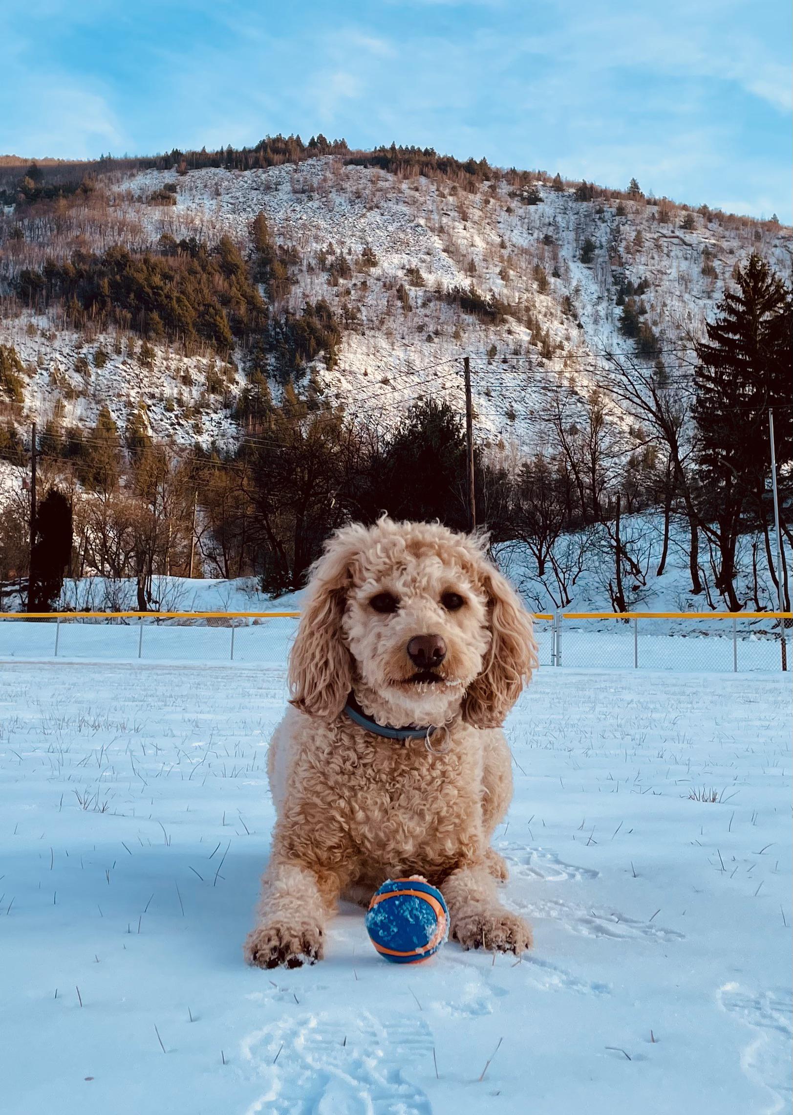 Hannah out in the snow r/Goldendoodles