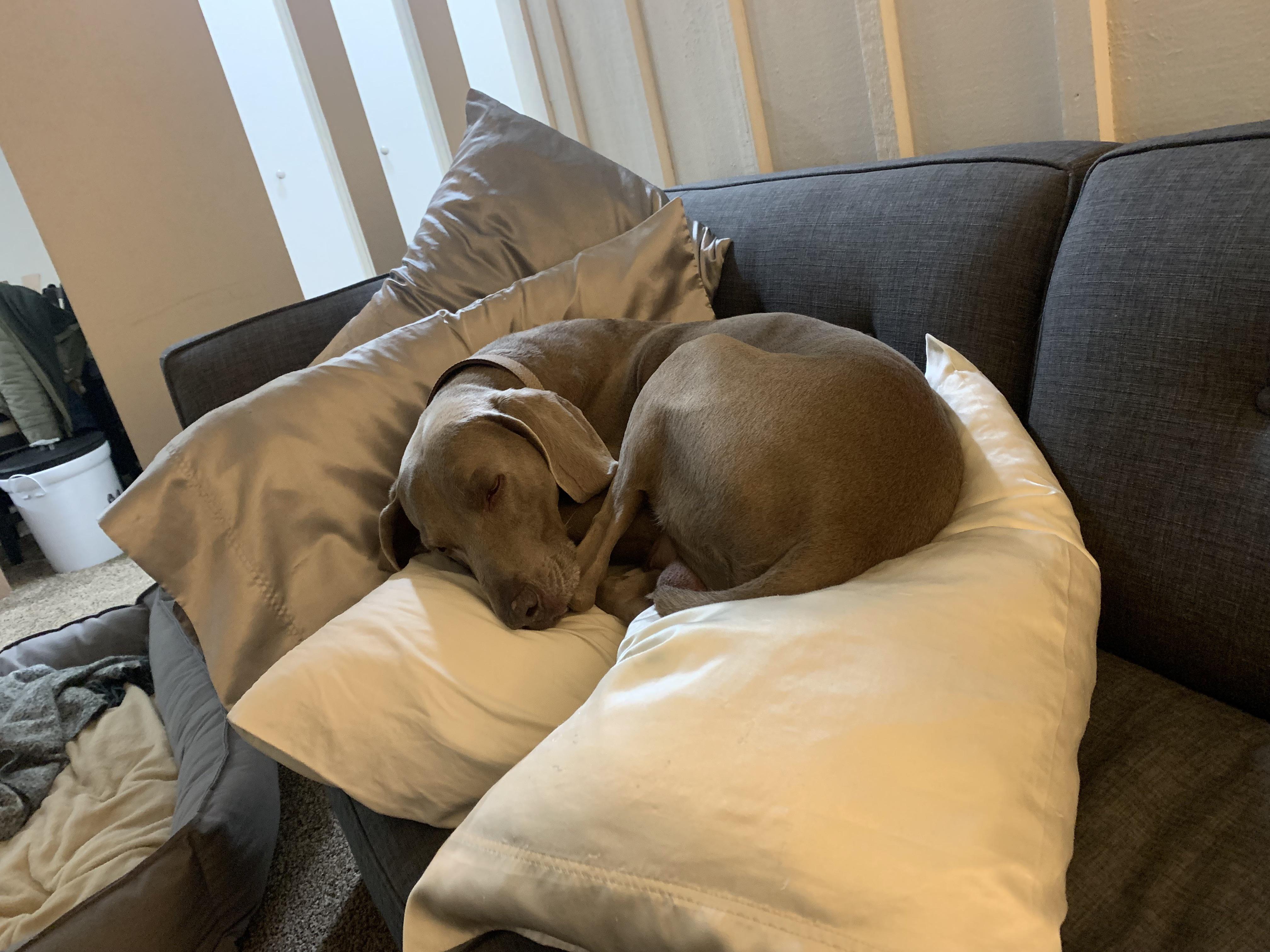 New apartment, same couch r/weimaraner