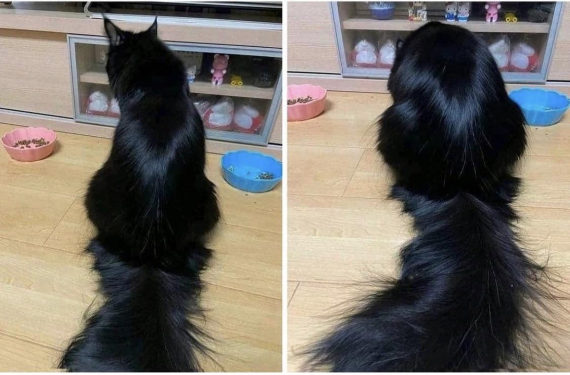 Me using shampoo, conditioner, hair treatments The cat cleans itself